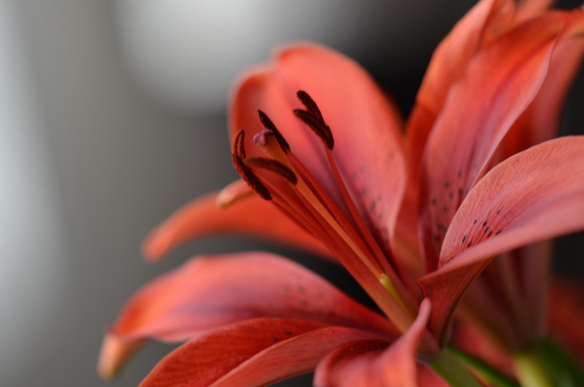 Handy-Wallpaper Lily, Lilie, Staubblätter, Blütenblätter, Blume, Makro kostenlos herunterladen.