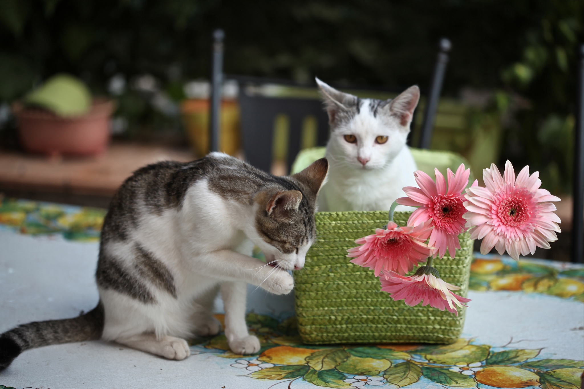 animals, cats, flowers, basket, kittens