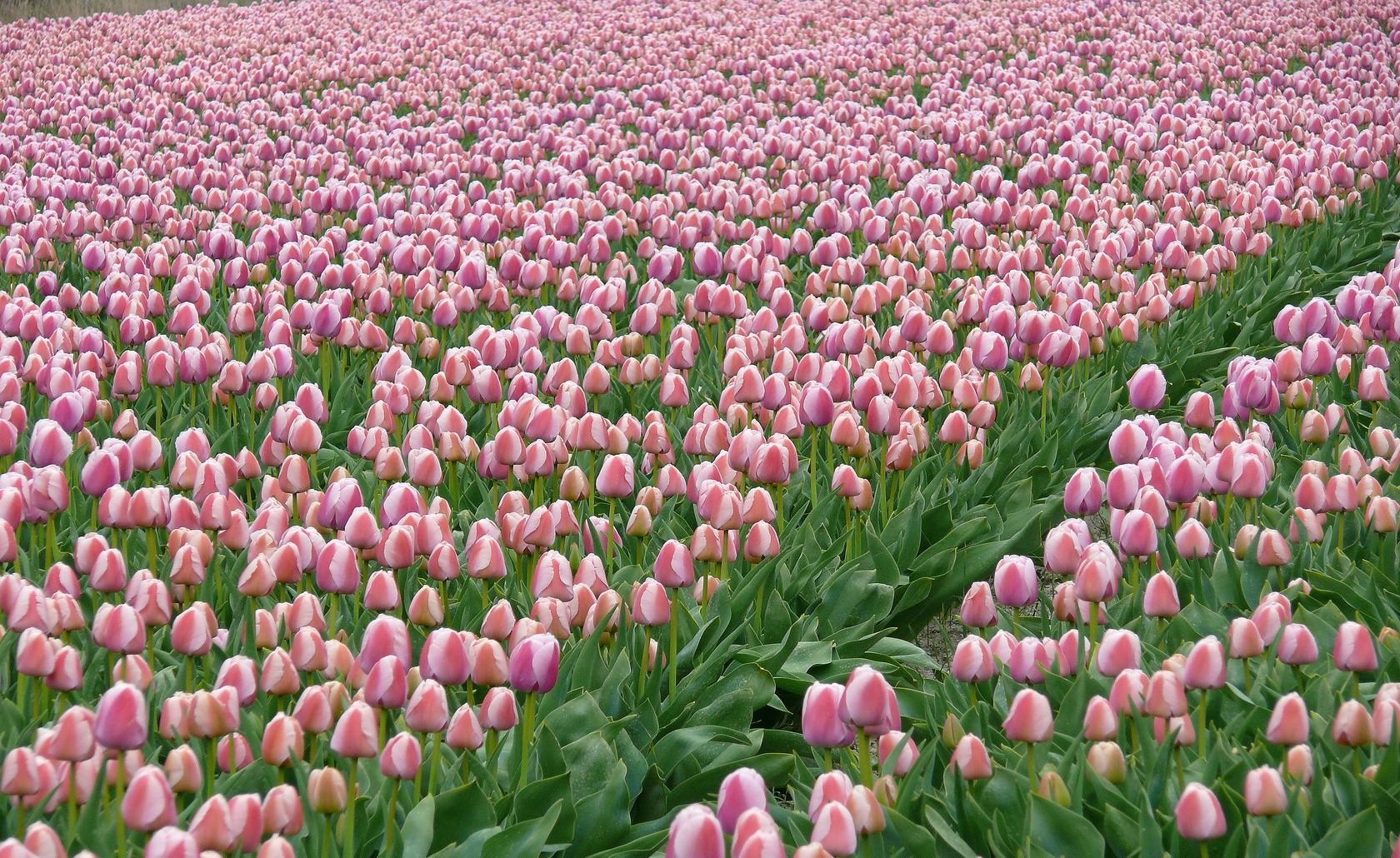 Download mobile wallpaper Field, Flowers, Plantation, Spring, Tulips for free.