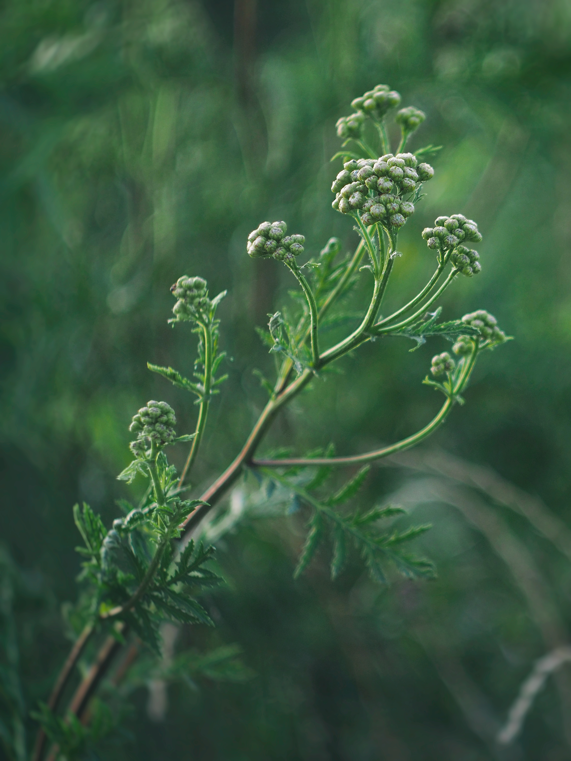 green, plant, macro, buds, inflorescences, inflorescence