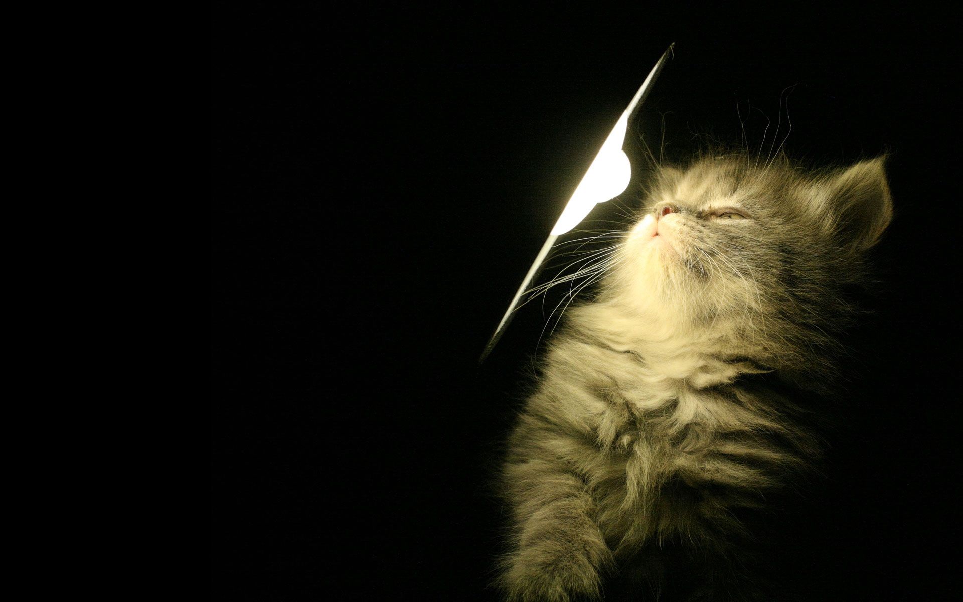 Кот и электричество