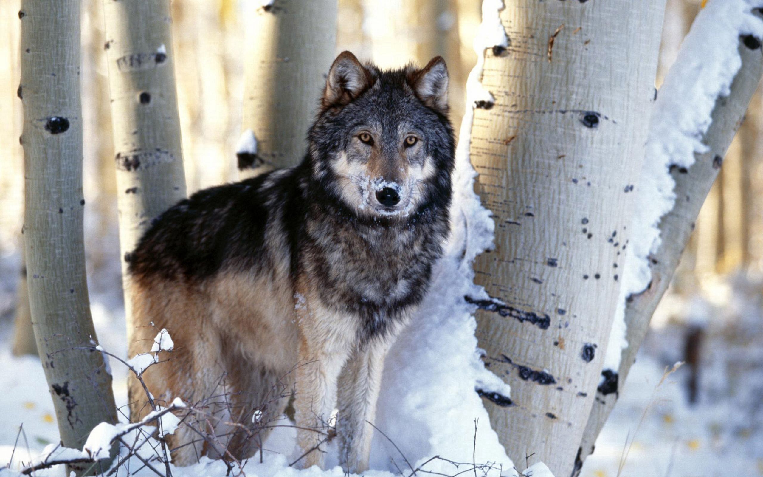 Скачать обои бесплатно Животные, Снег, Деревья, Волк картинка на рабочий стол ПК