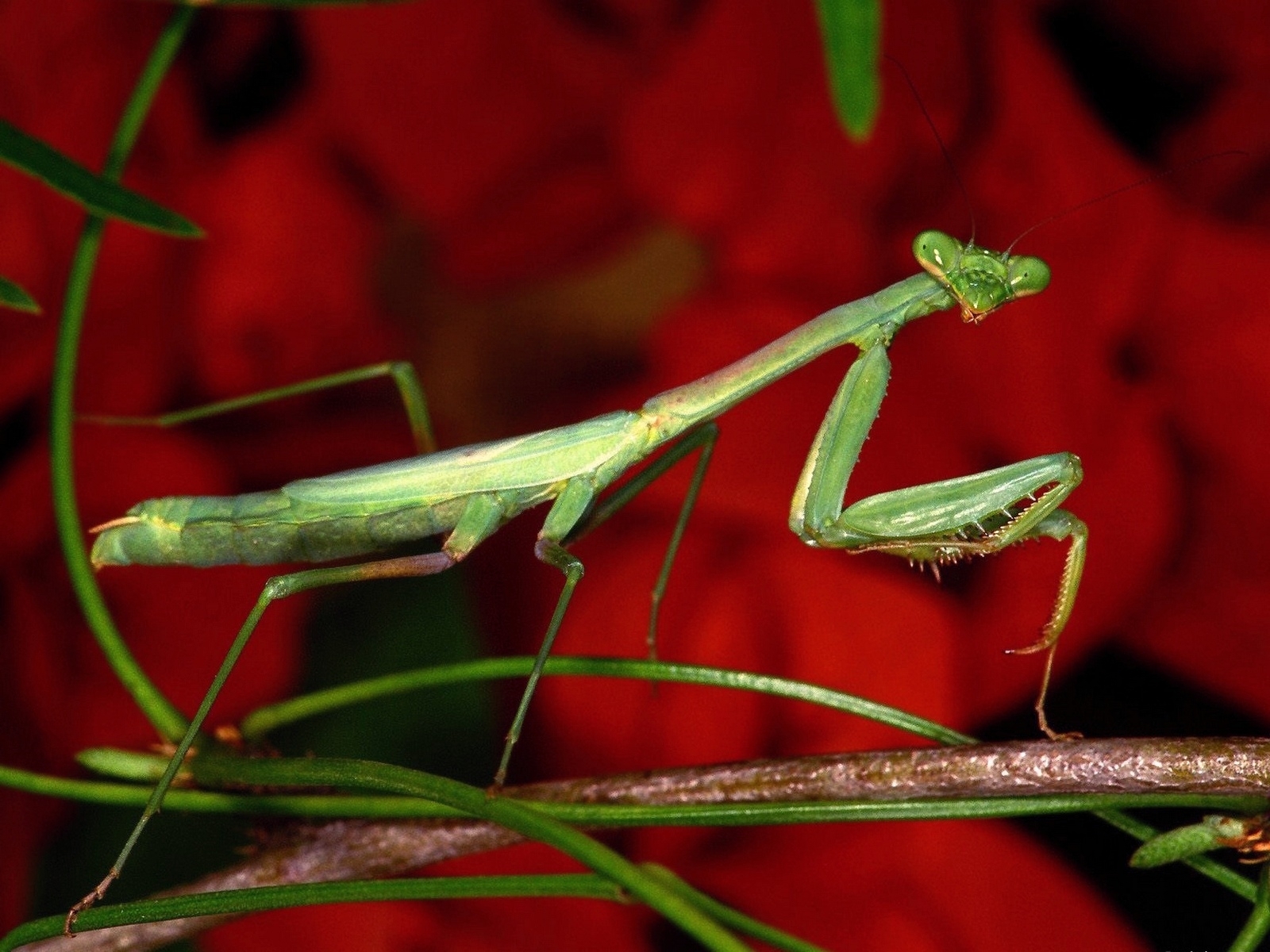 animal, praying mantis, insects wallpapers for tablet