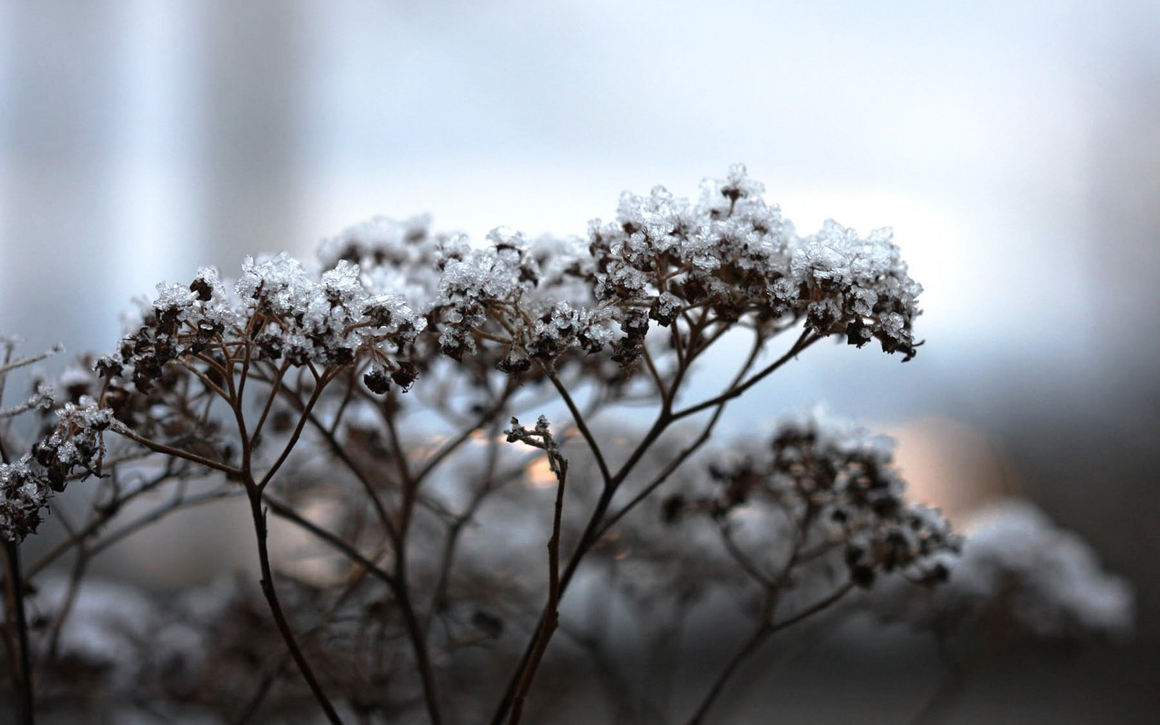 plant, earth, bud, frost, ice, spring download HD wallpaper