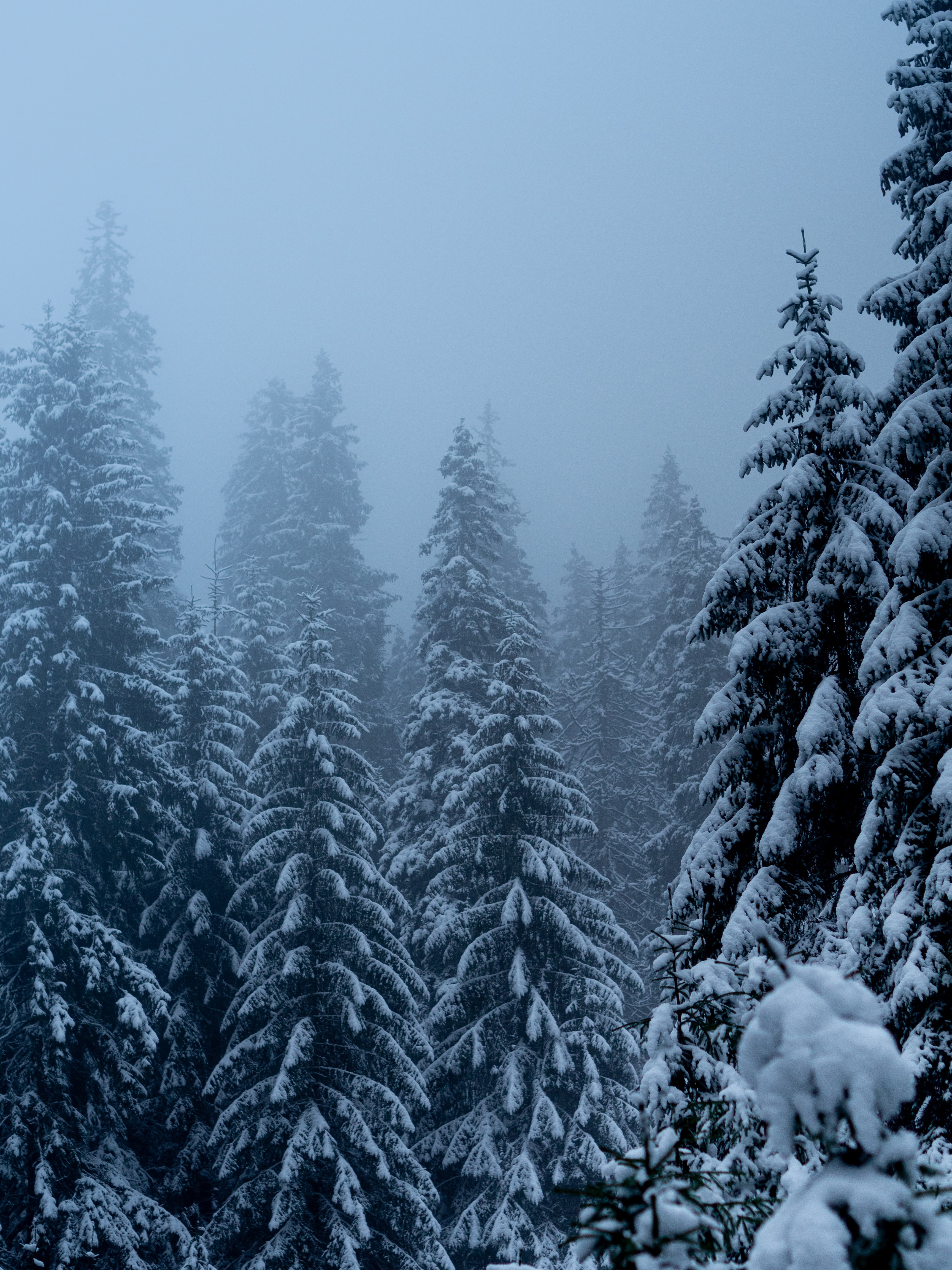 winter, nature, trees, pine, snow, snowstorm
