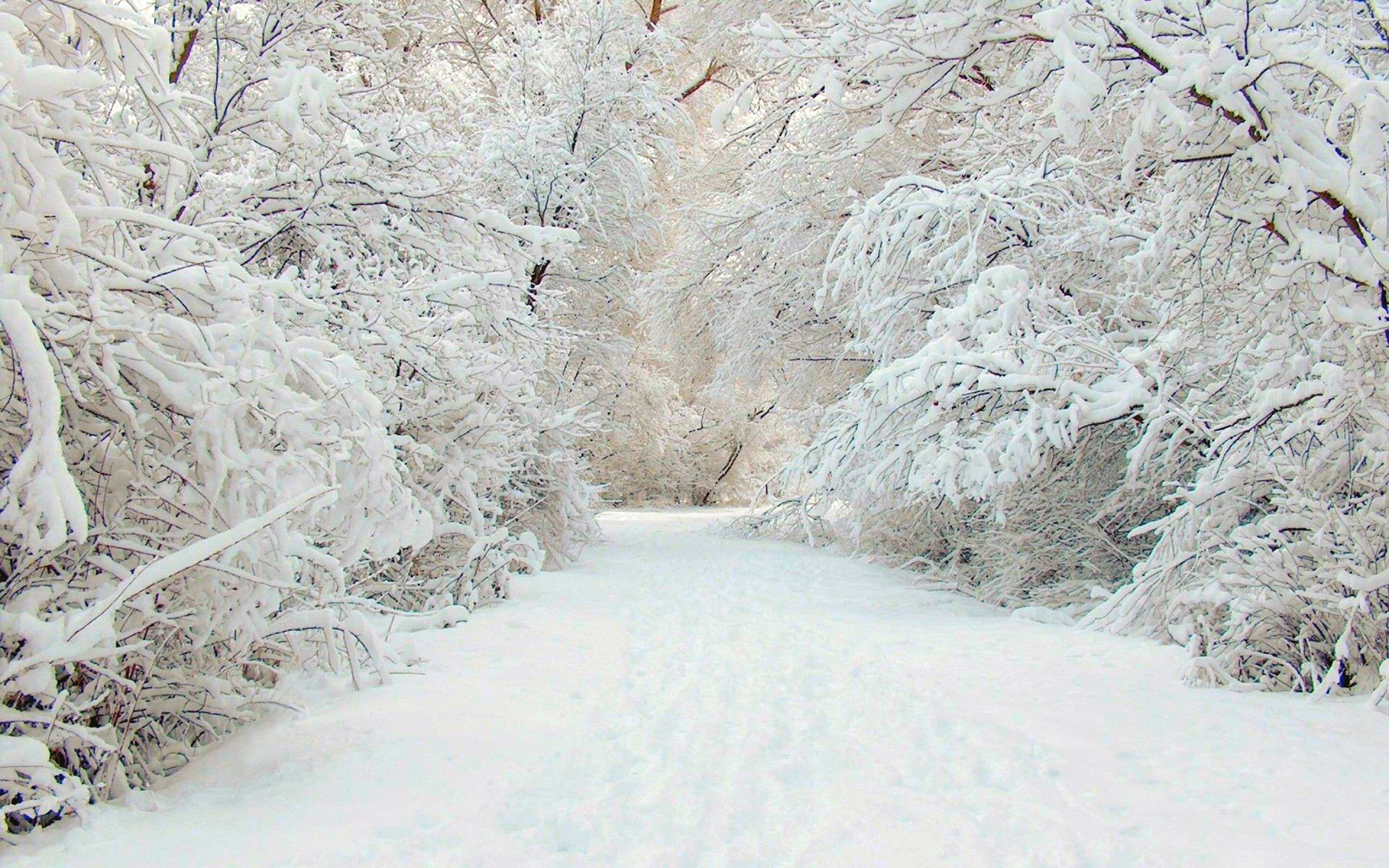 Зимний лес на белом фоне