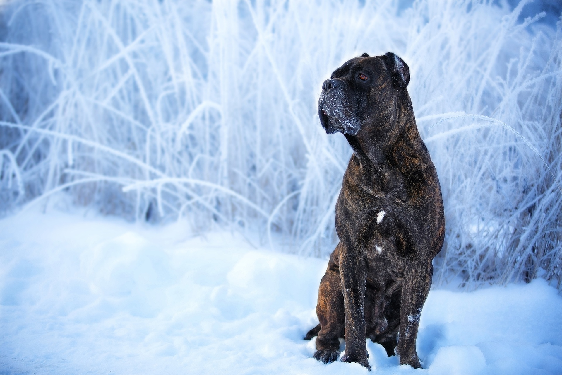 476129 descargar fondo de pantalla animales, cane corso, perro, nieve, invierno, perros: protectores de pantalla e imágenes gratis