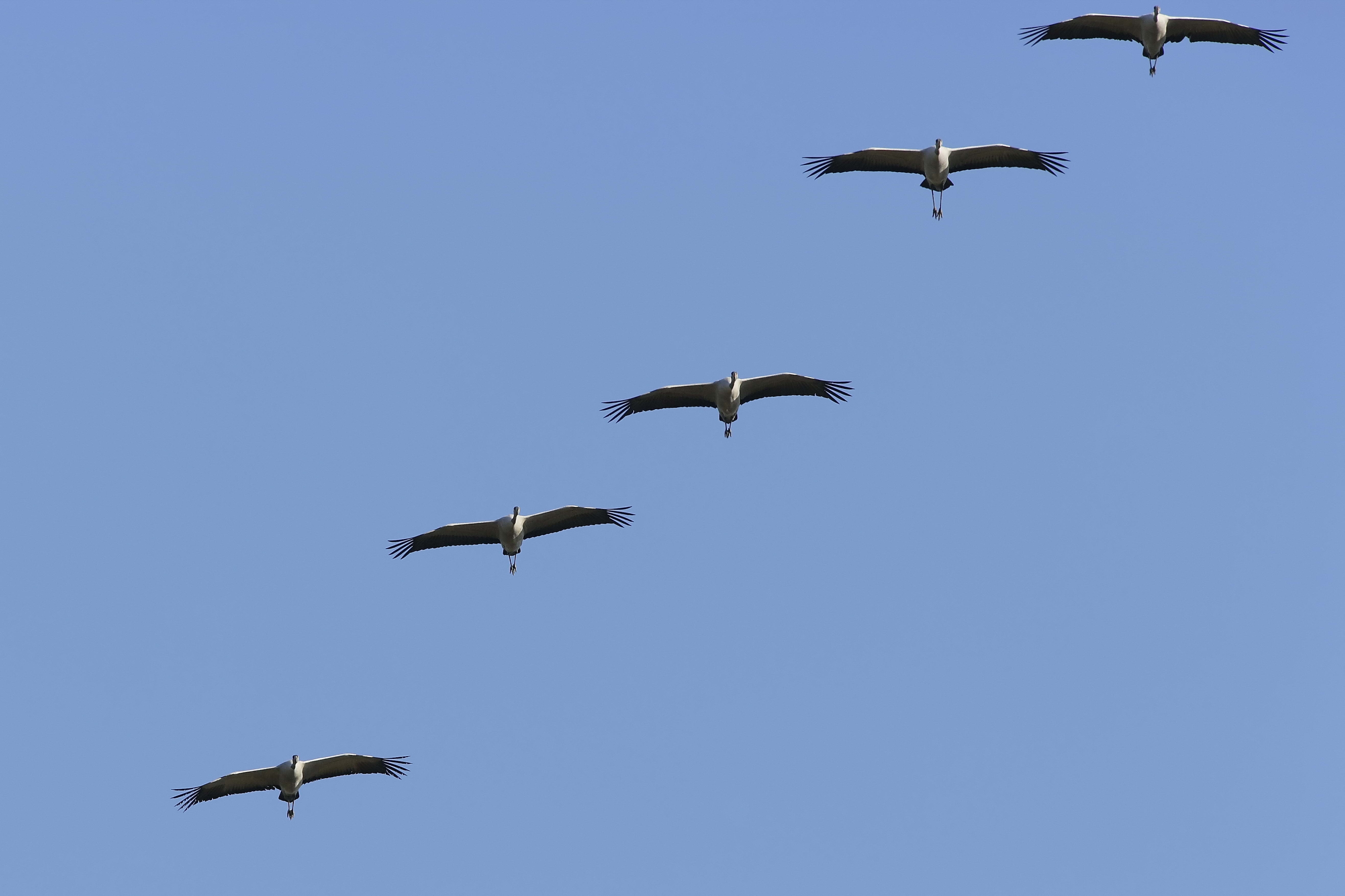 Download mobile wallpaper Animals, Crane, Flock, Sky for free.