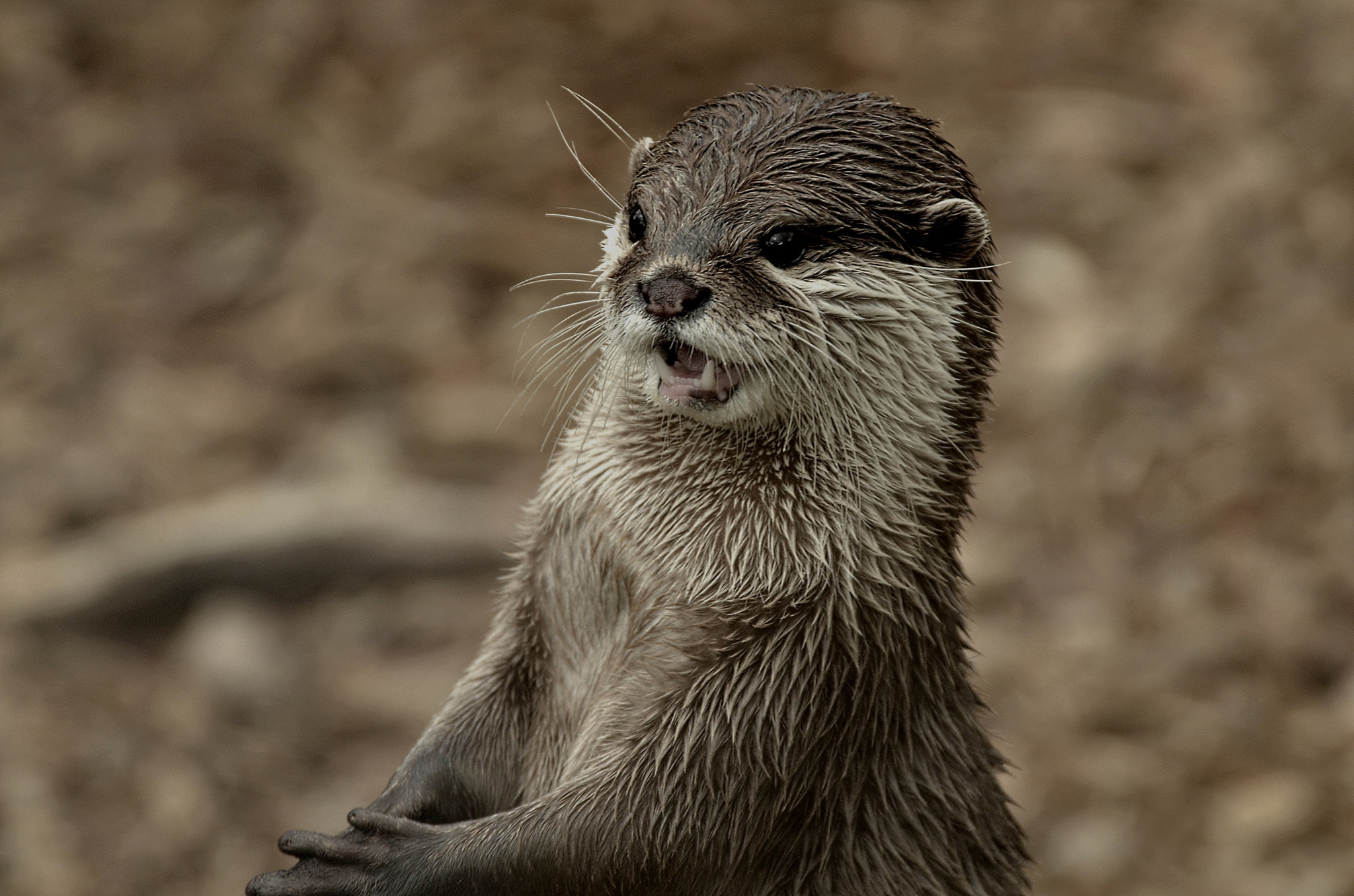 wet, animals, grin, muzzle, otter HD wallpaper