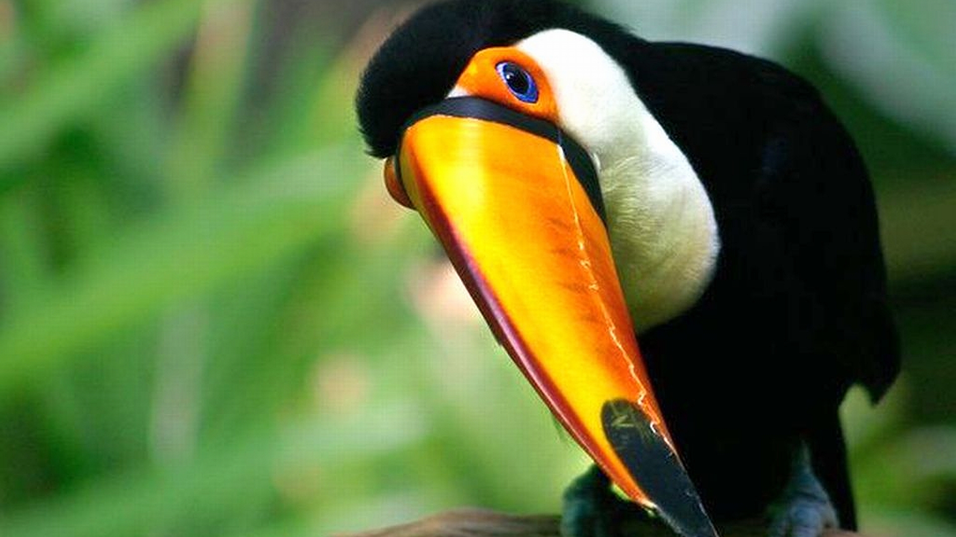 animal, toco toucan, birds images