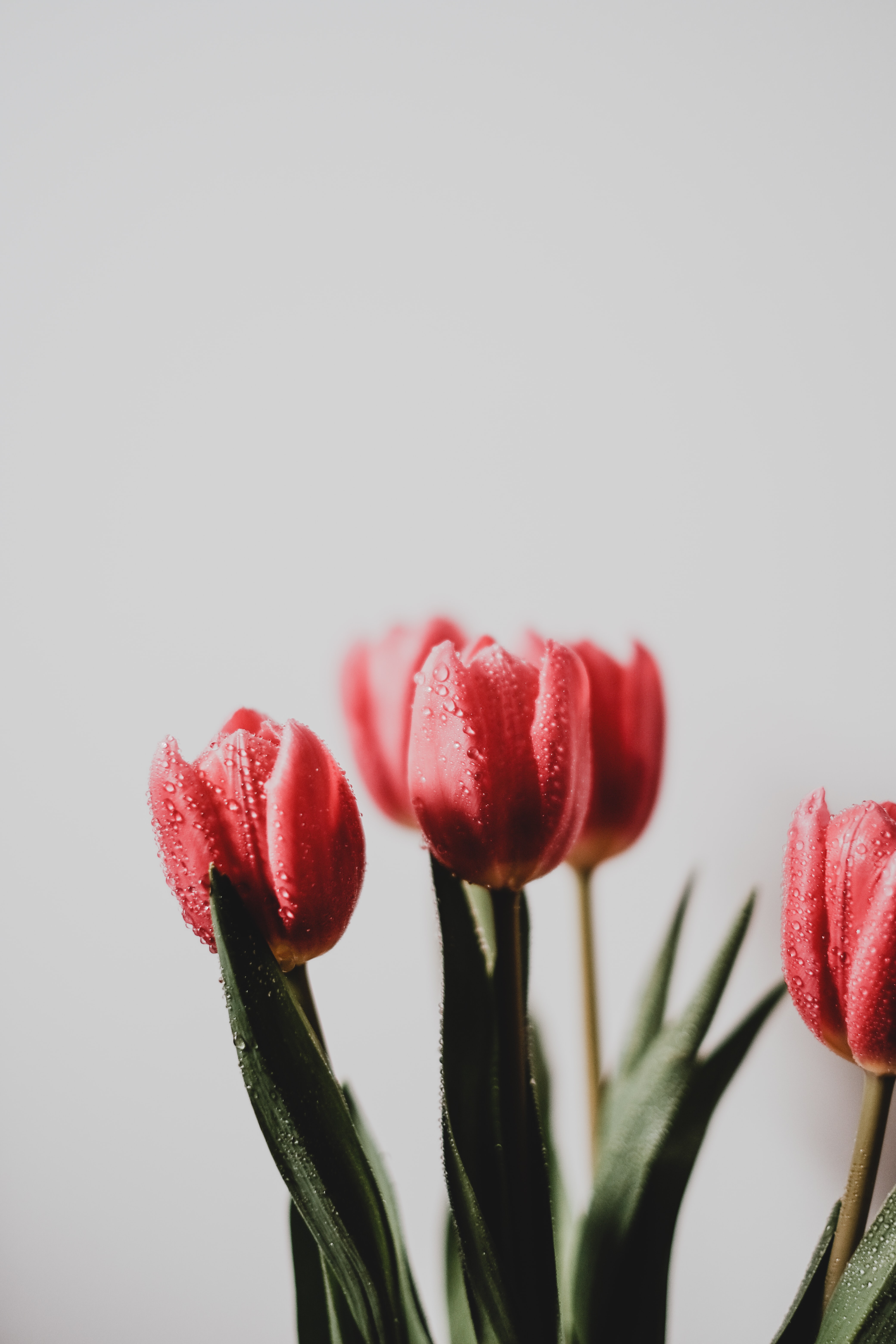 Téléchargez des papiers peints mobile Mouillé, Fleurs, Drops, Mouiller, Bouquet, Tulipe gratuitement.