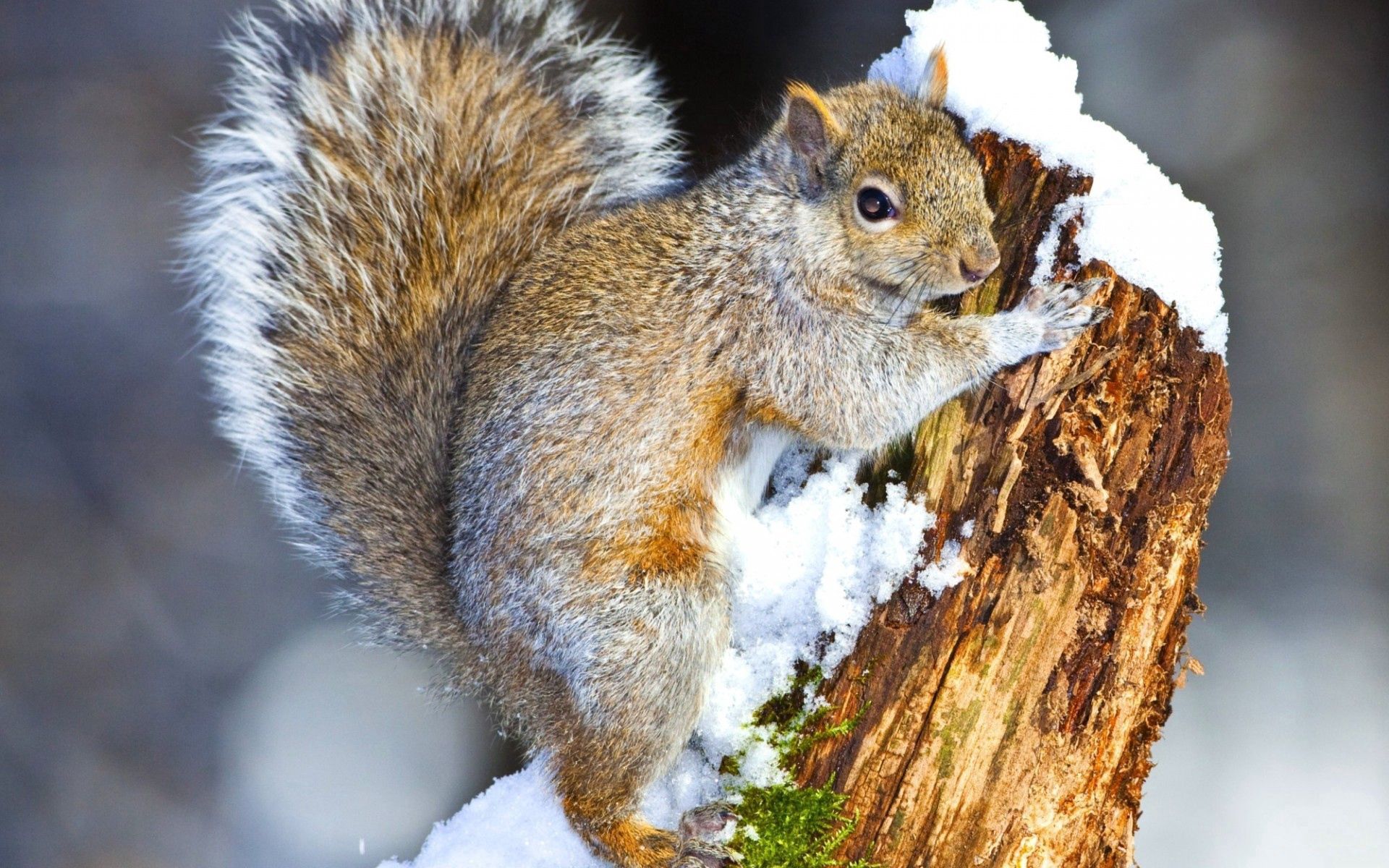 Laden Sie das Holz, Steigen, Klettern, Tier, Baum, Tiere, Schnee, Eichhörnchen-Bild kostenlos auf Ihren PC-Desktop herunter