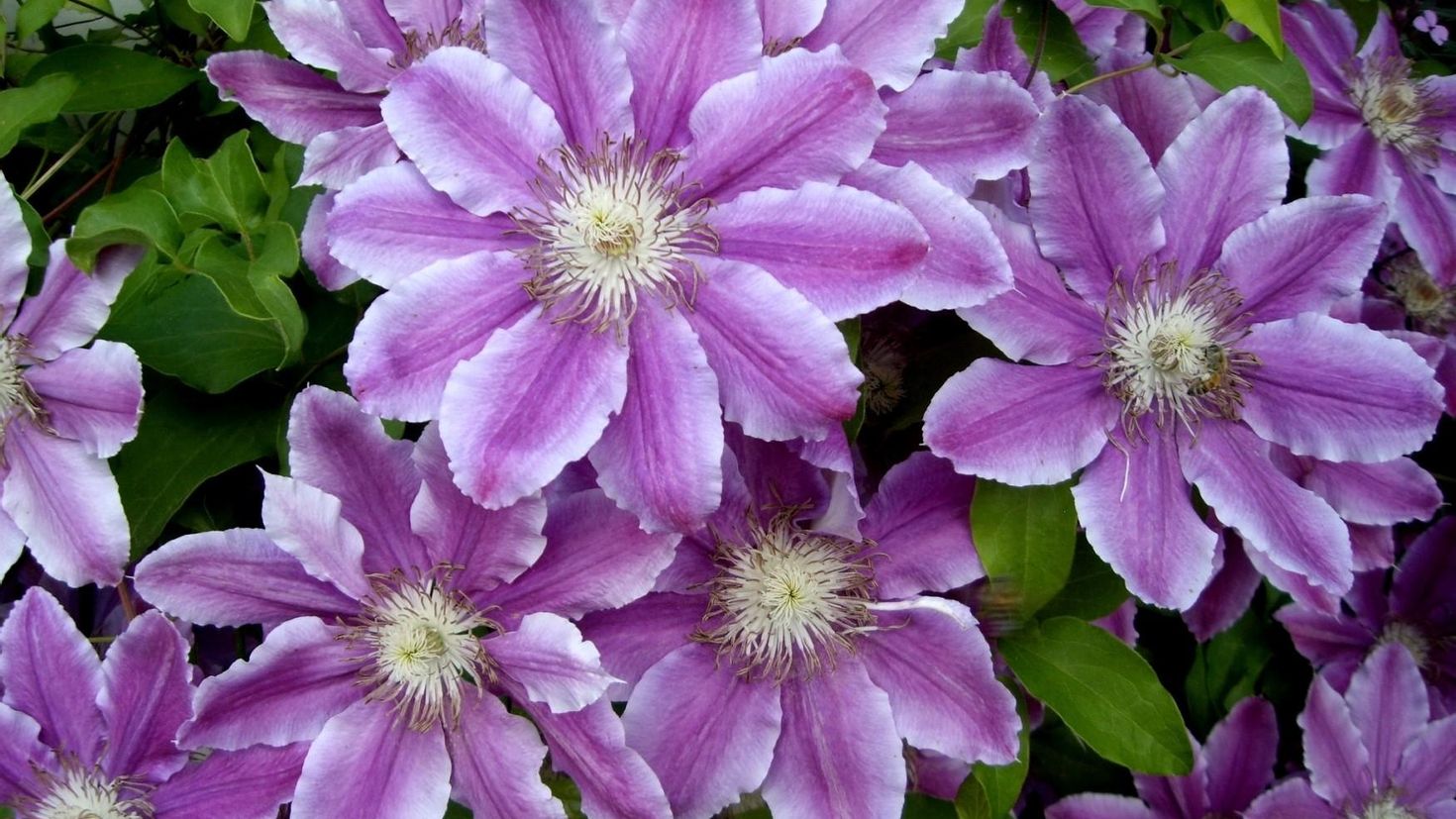 Клематис цветок фото и описание