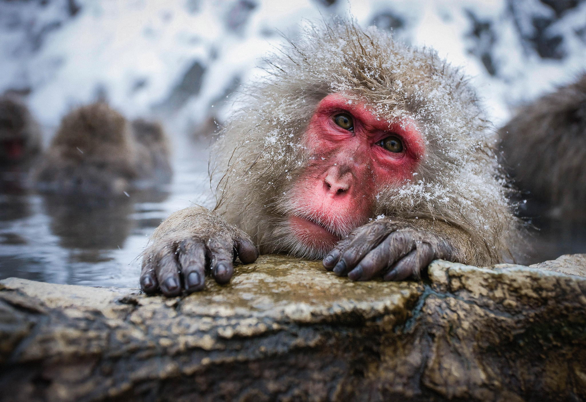 412846 télécharger l'image animaux, macaque japonais, visage, macaque, singes - fonds d'écran et économiseurs d'écran gratuits