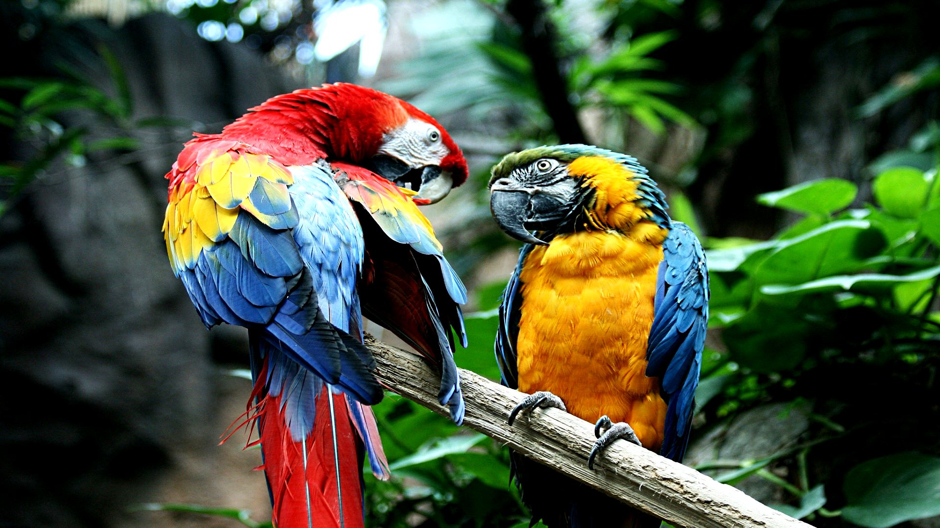 Сельва попугай ара