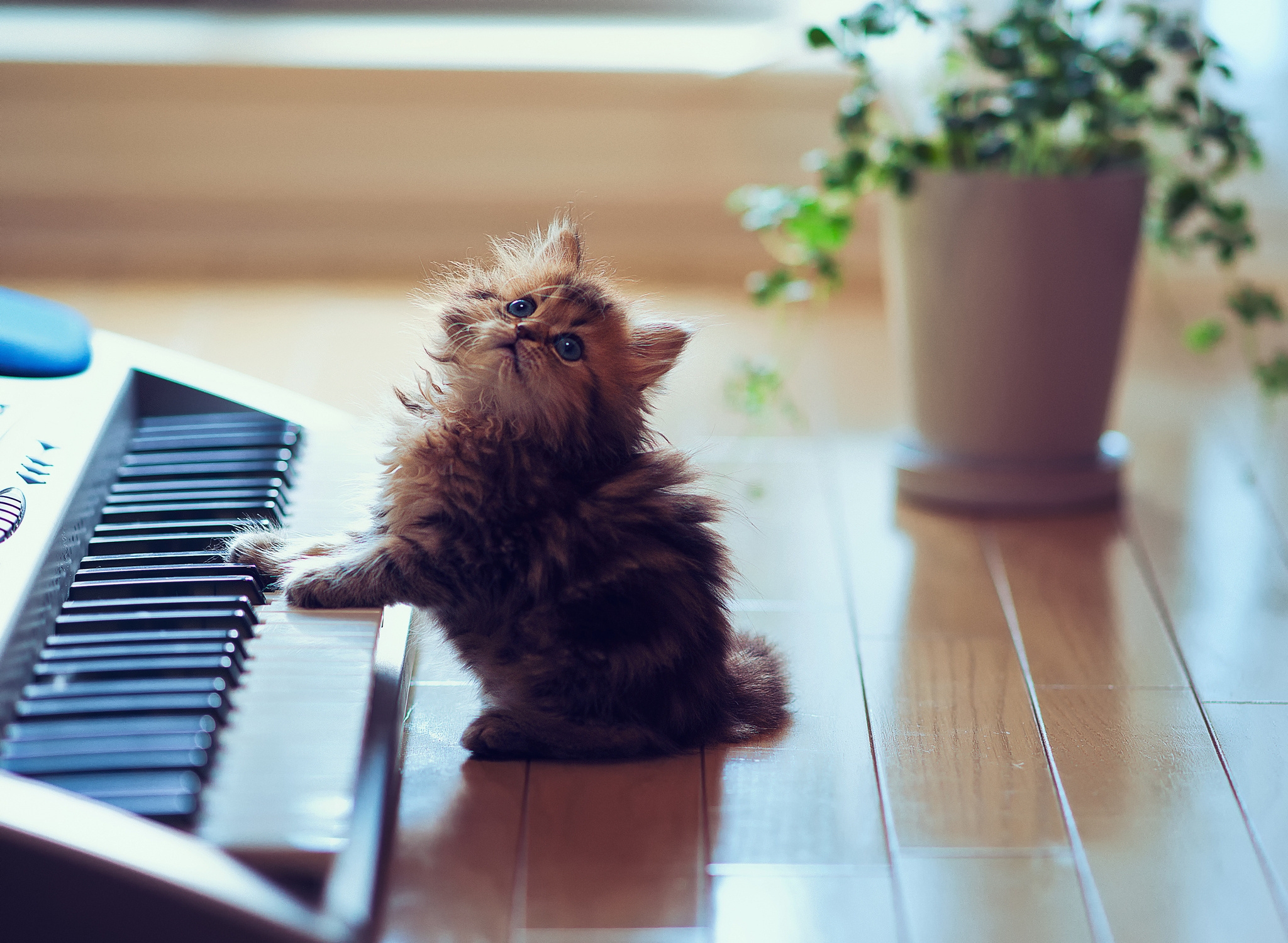 animals, sit, fluffy, kitty, kitten, playful, synthesizer, keys, floor Aesthetic wallpaper