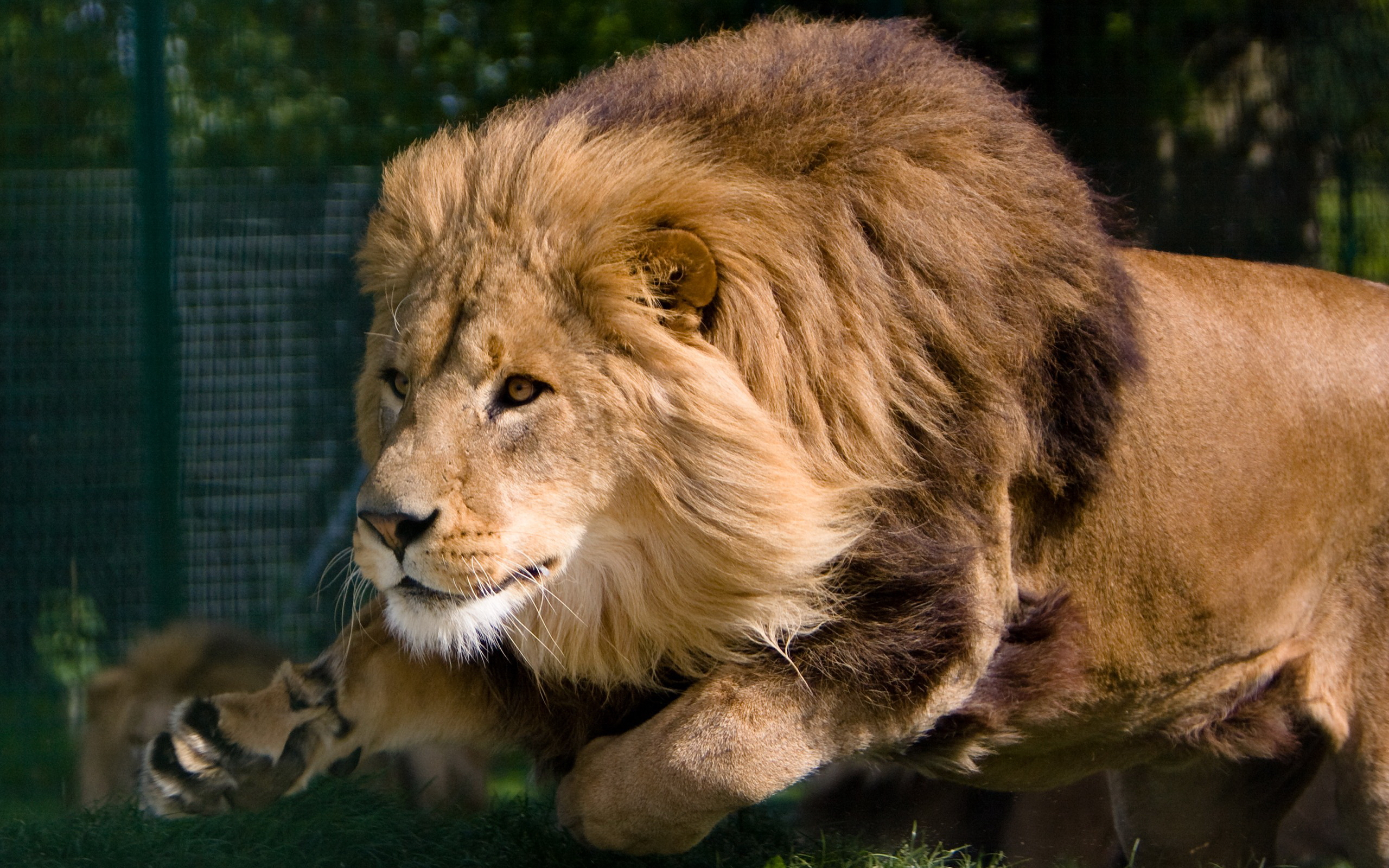36518 baixar papel de parede animais, lions - protetores de tela e imagens gratuitamente