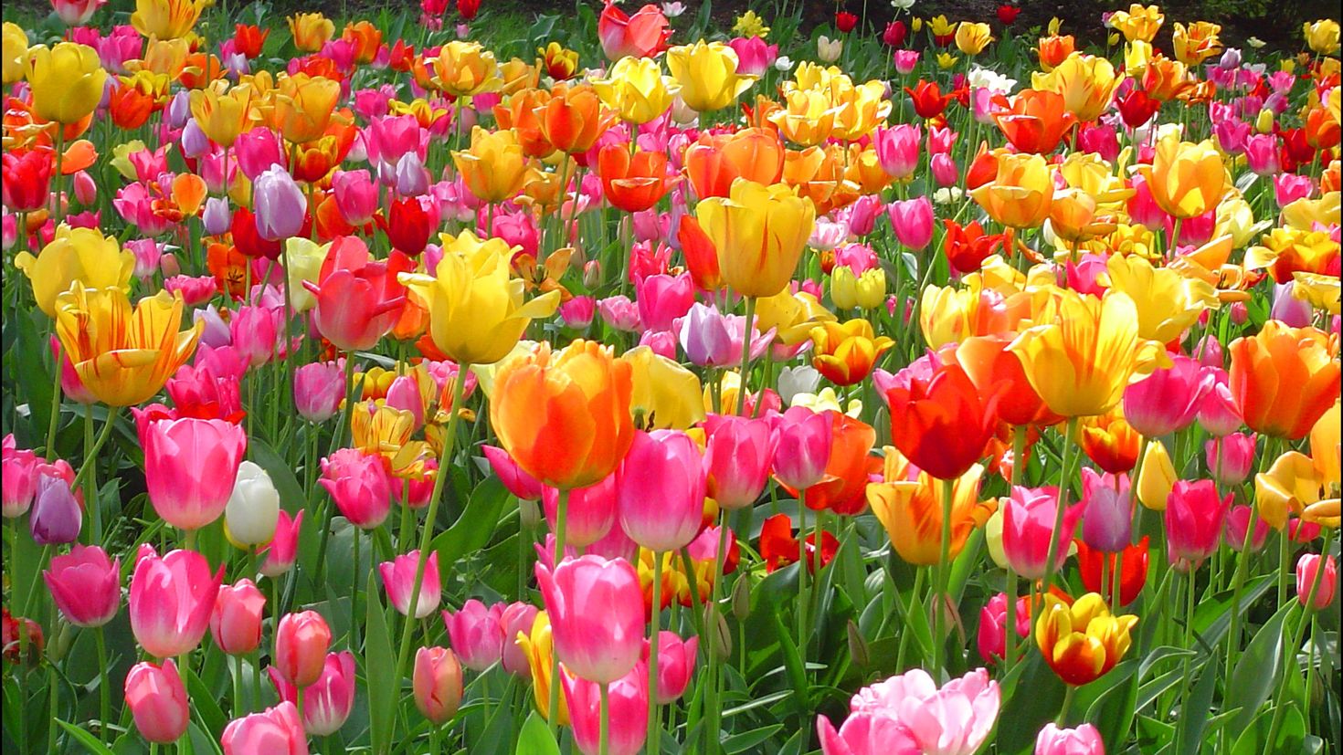 Тюльпаны разные цвета