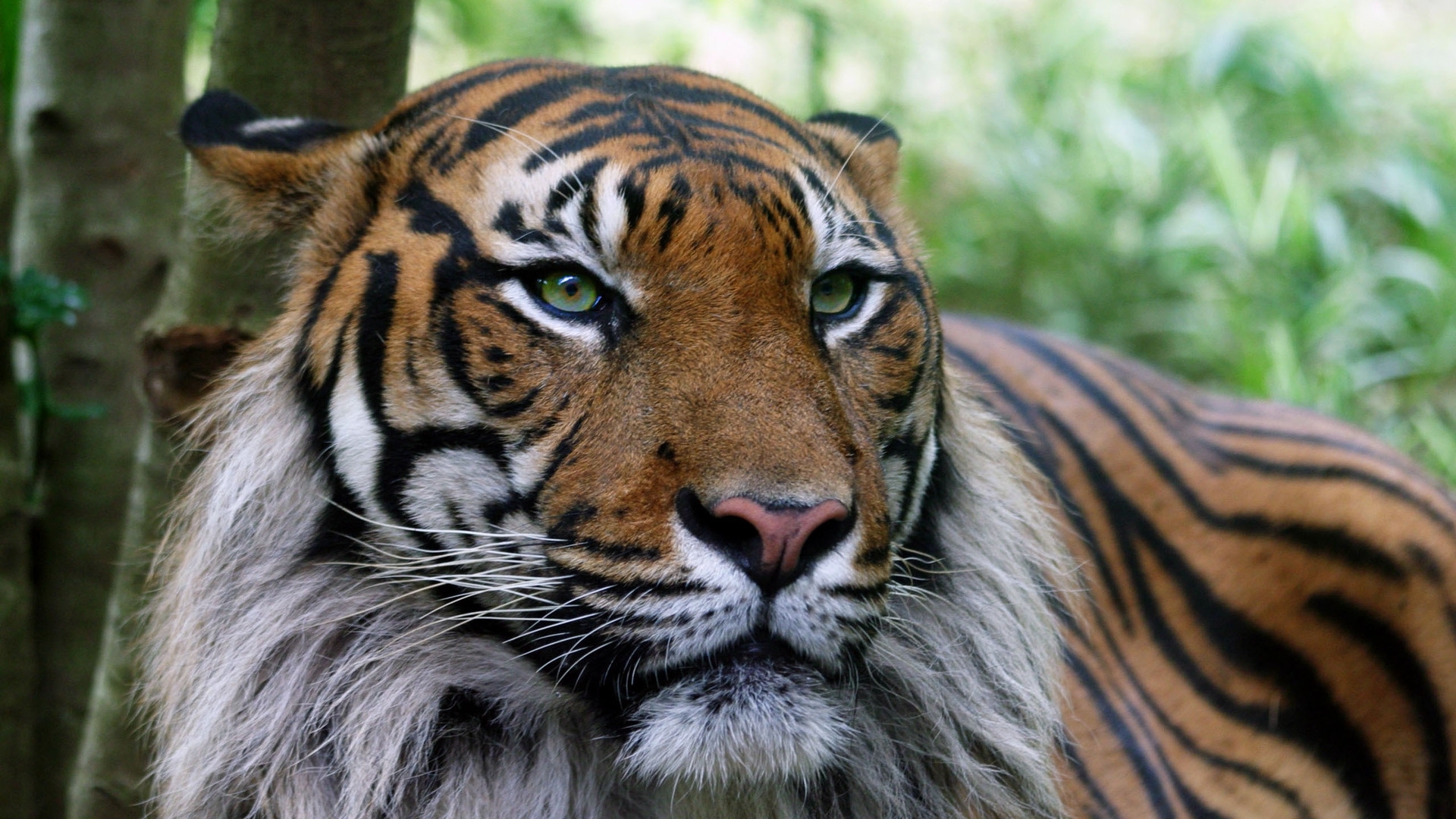 animals, tigers Ultra HD, Free 4K, 32K