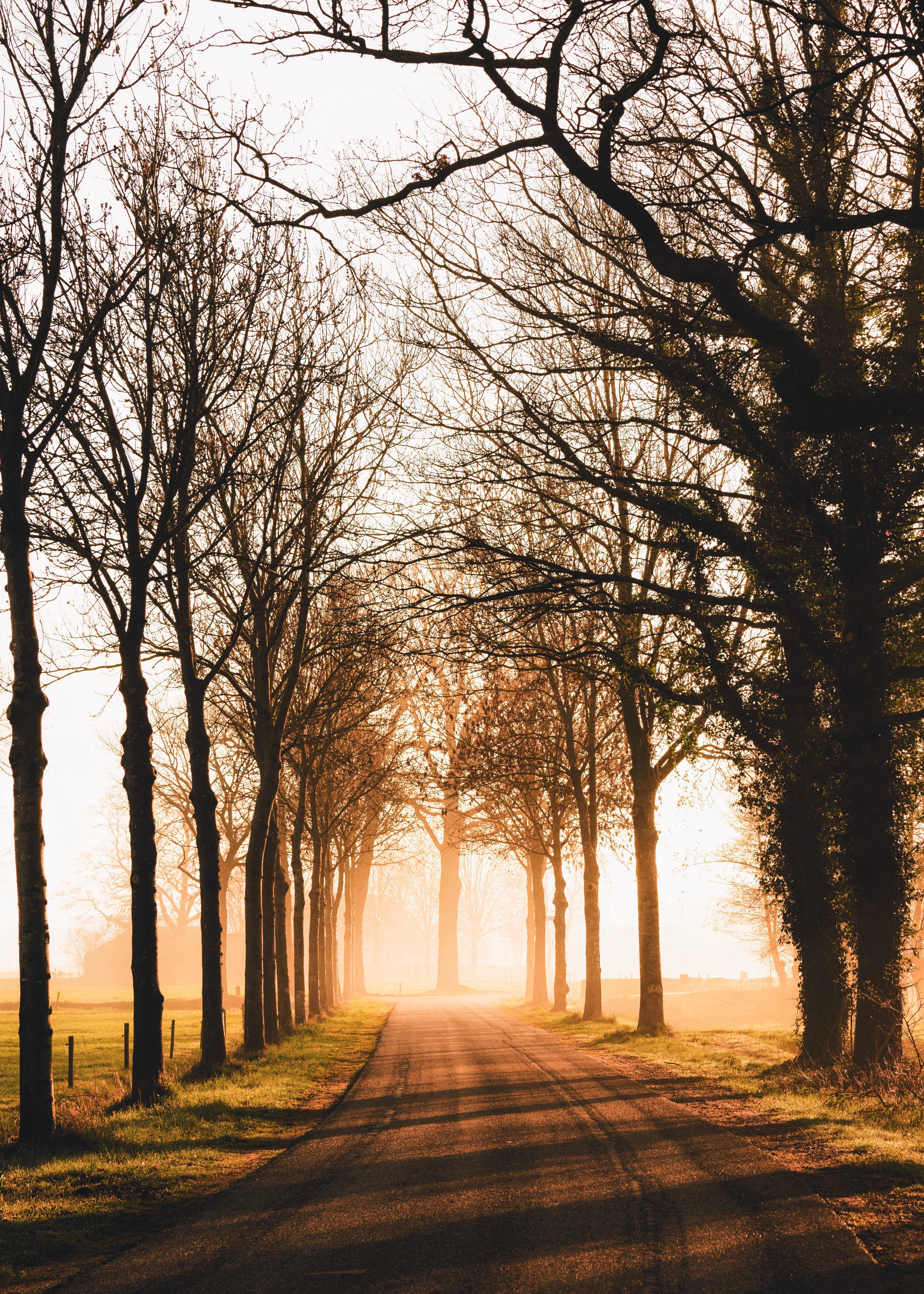 Download mobile wallpaper Sunlight, Alley, Trees, Road, Nature for free.