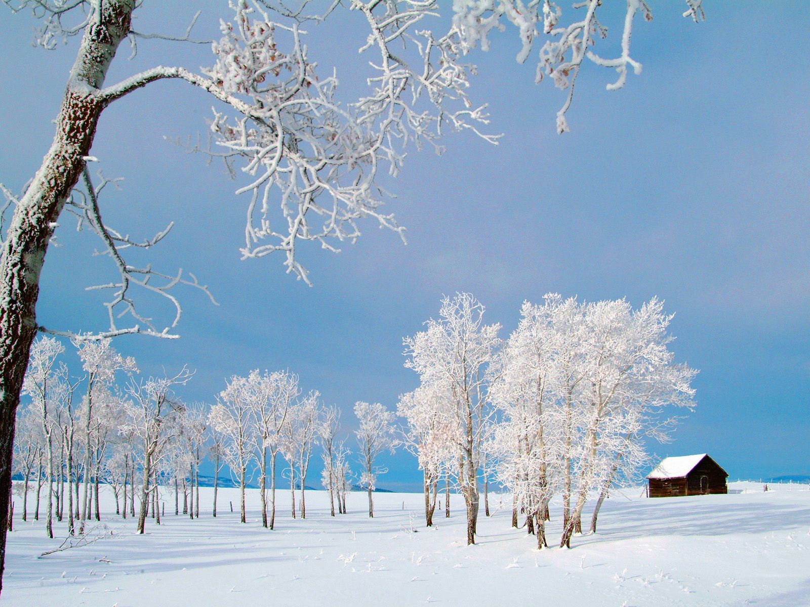 Скачать картинку Деревья, Зима, Пейзаж в телефон бесплатно.