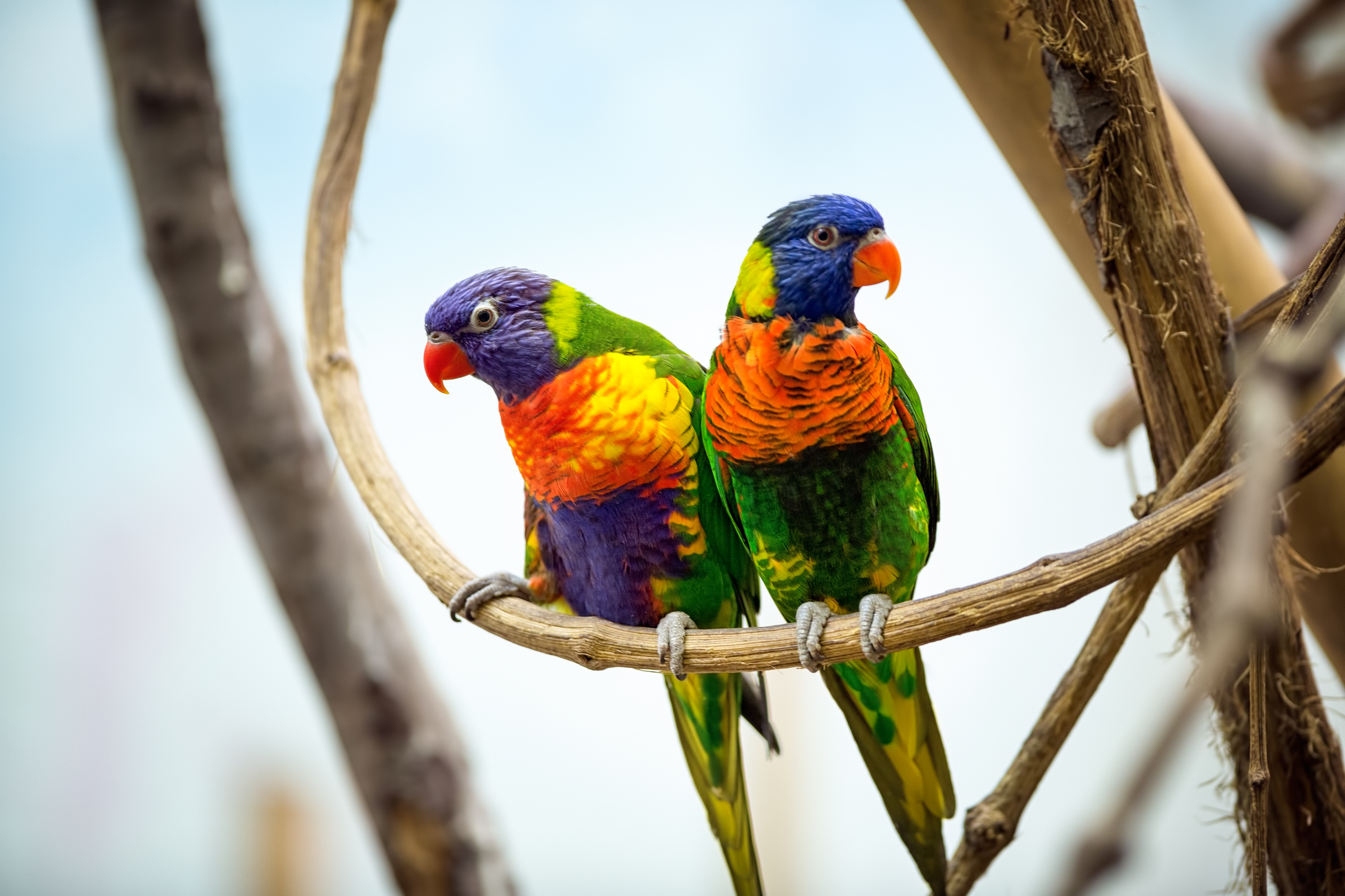 couple, animal, rainbow lorikeet, parrot, birds