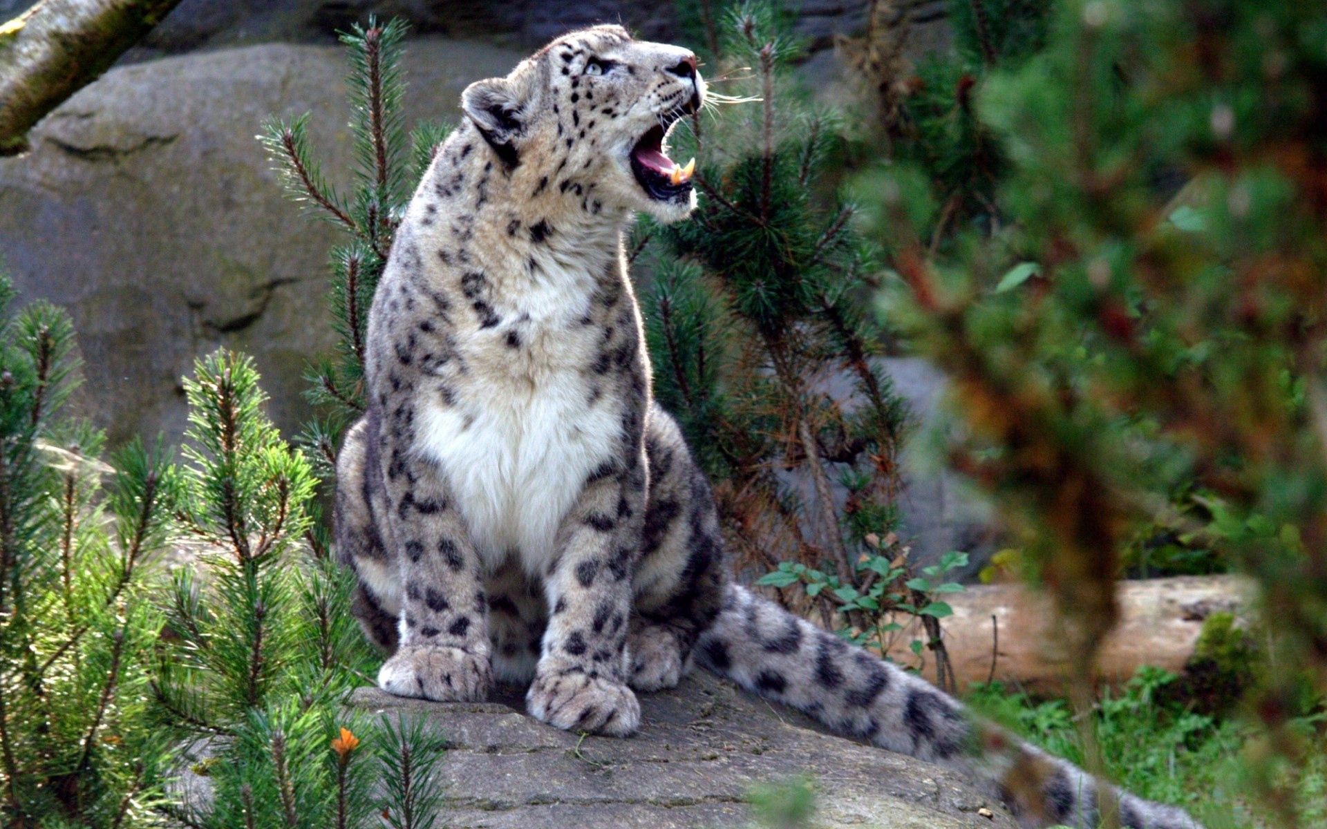animals, snow leopard, aggression, predator, scream, cry, irbis 5K