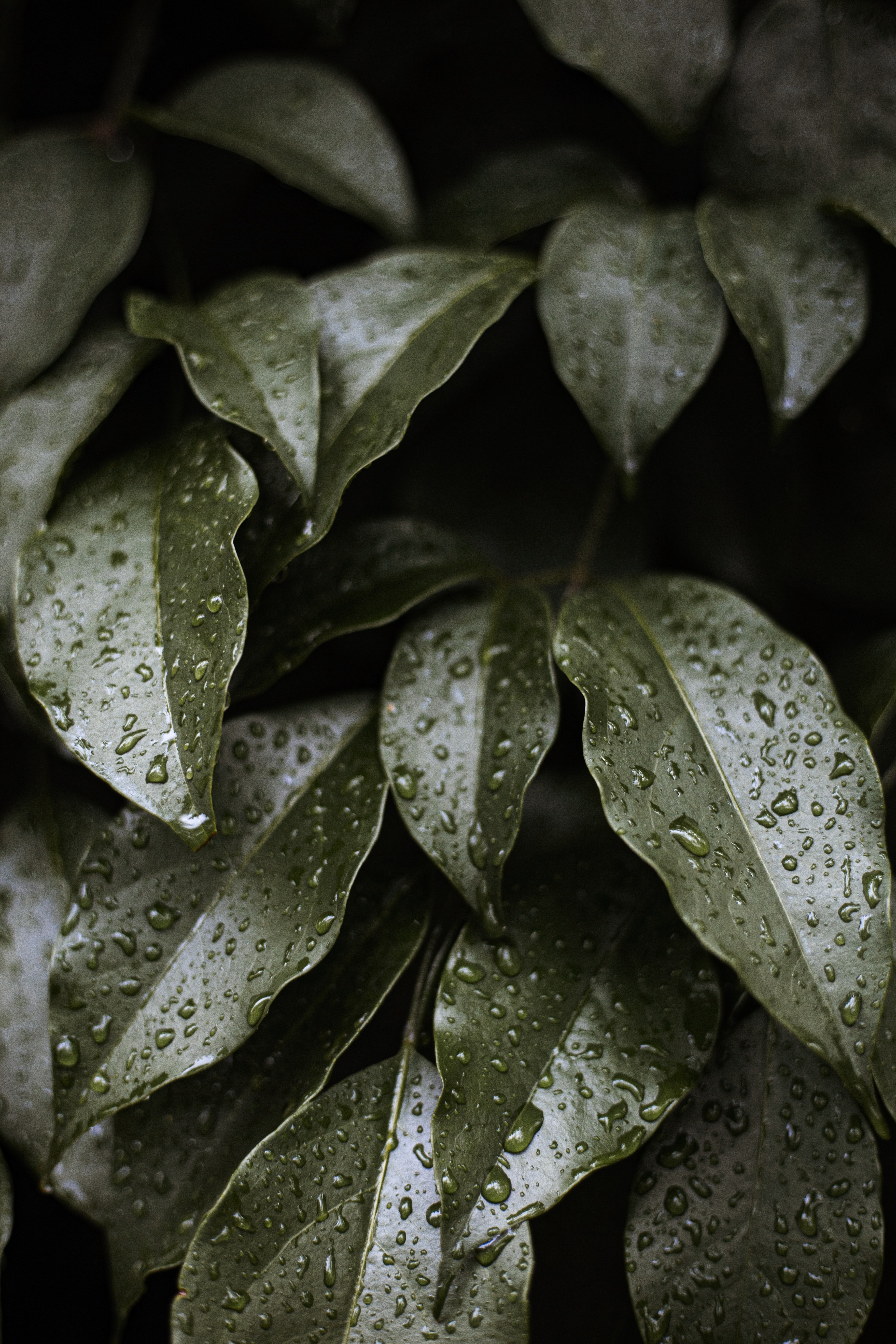 glossy, water, leaves, drops, macro HD wallpaper
