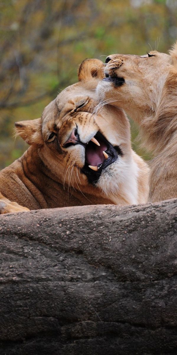 Animal coupling. Две львицы. Львы любовь. Львы пара. Лев и львица.