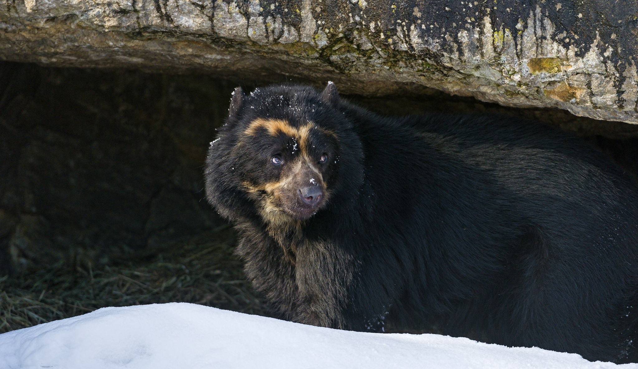 Spectacled Bear HD Mobile