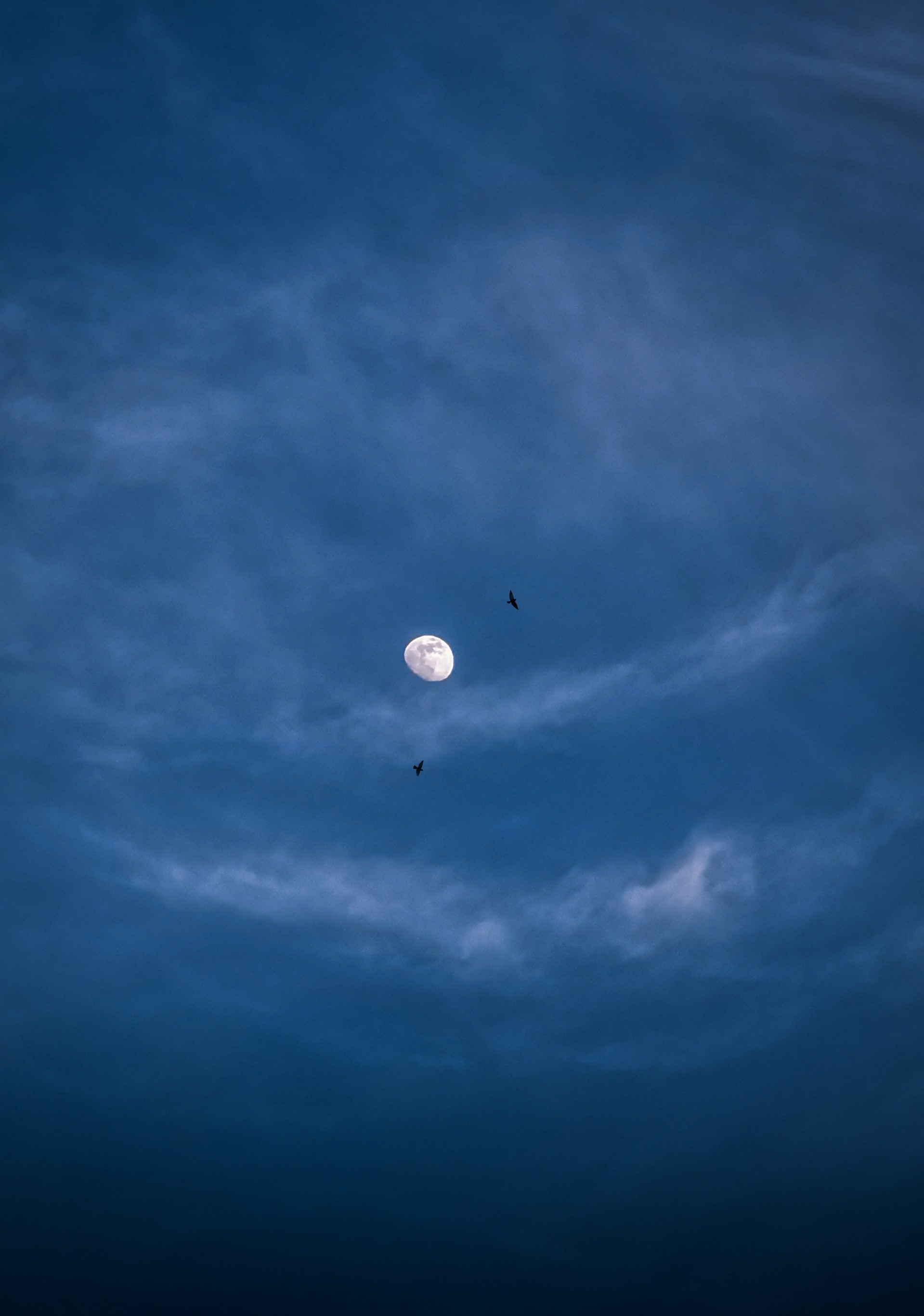 Download background clouds, nature, birds, night, moon