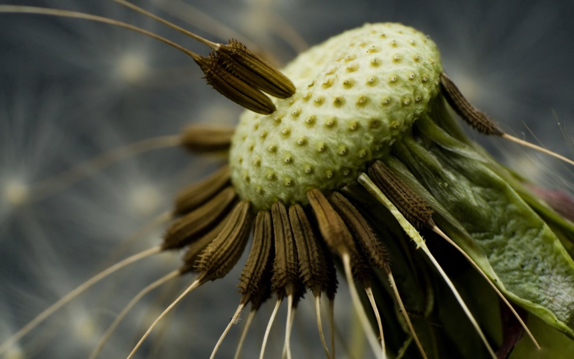 macro, close up, dandelion, seeds, seed, fly around High Definition image