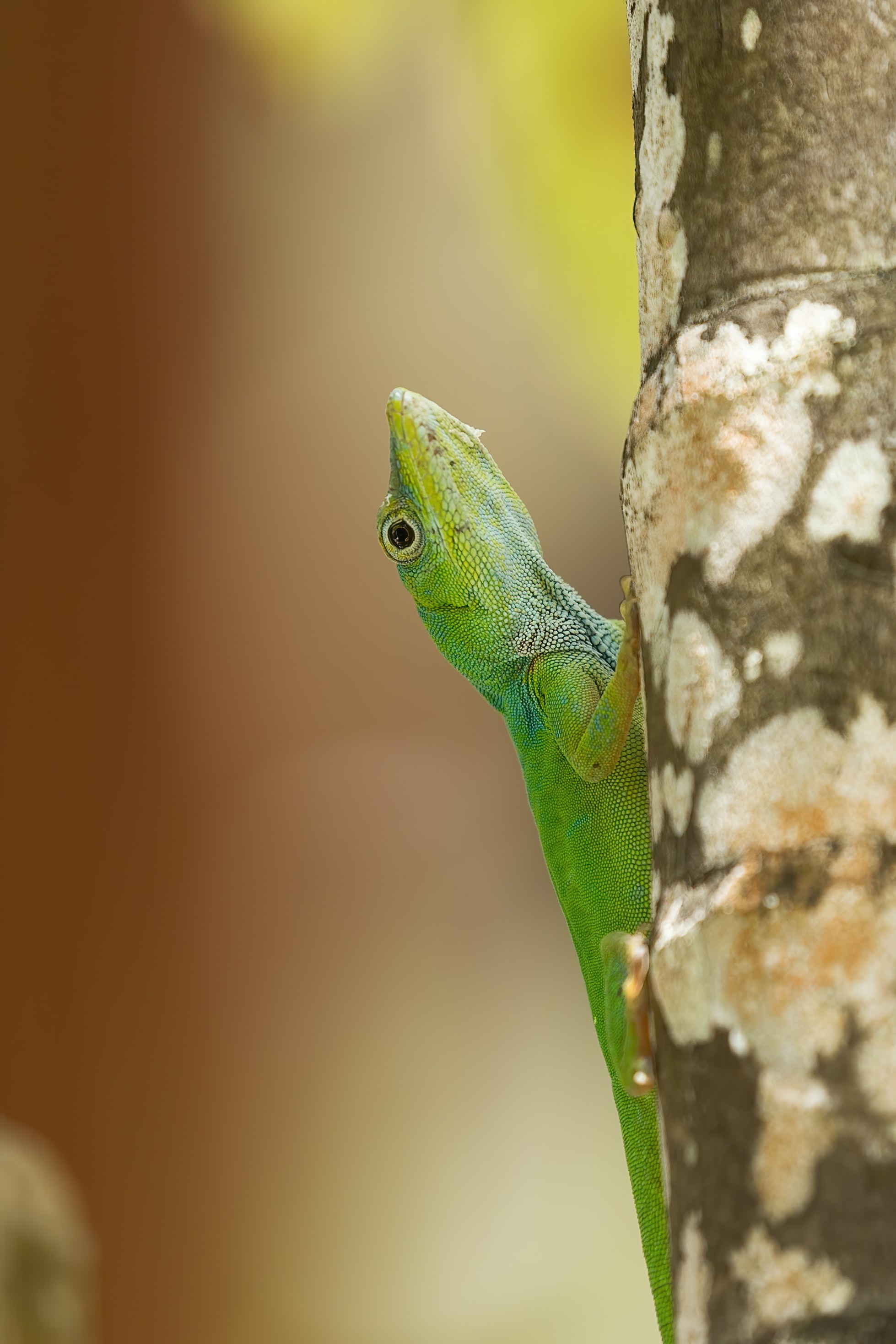 Download mobile wallpaper Animals, Reptile, Wood, Tree, Close Up, Lizard for free.
