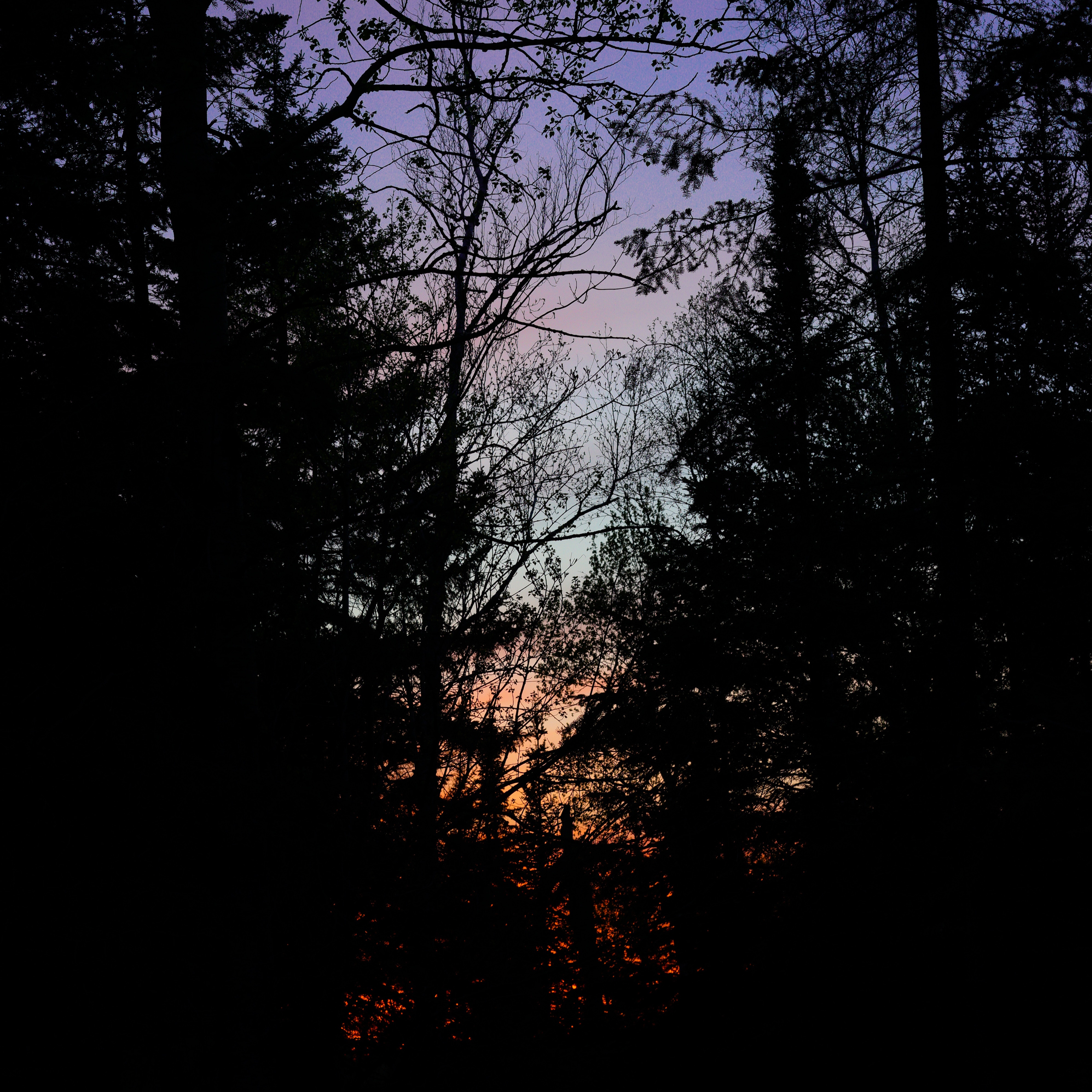 Download mobile wallpaper Forest, Branches, Trees, Nature, Sunset, Dark for free.