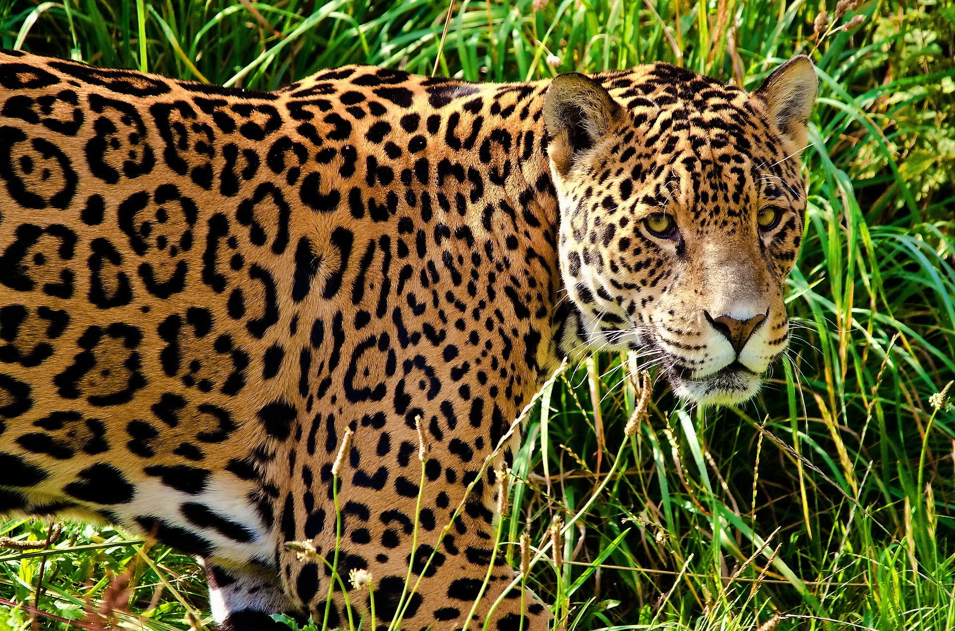 130422 descargar fondo de pantalla animales, hierba, jaguar, depredador, gato grande, visión, opinión, paseo: protectores de pantalla e imágenes gratis