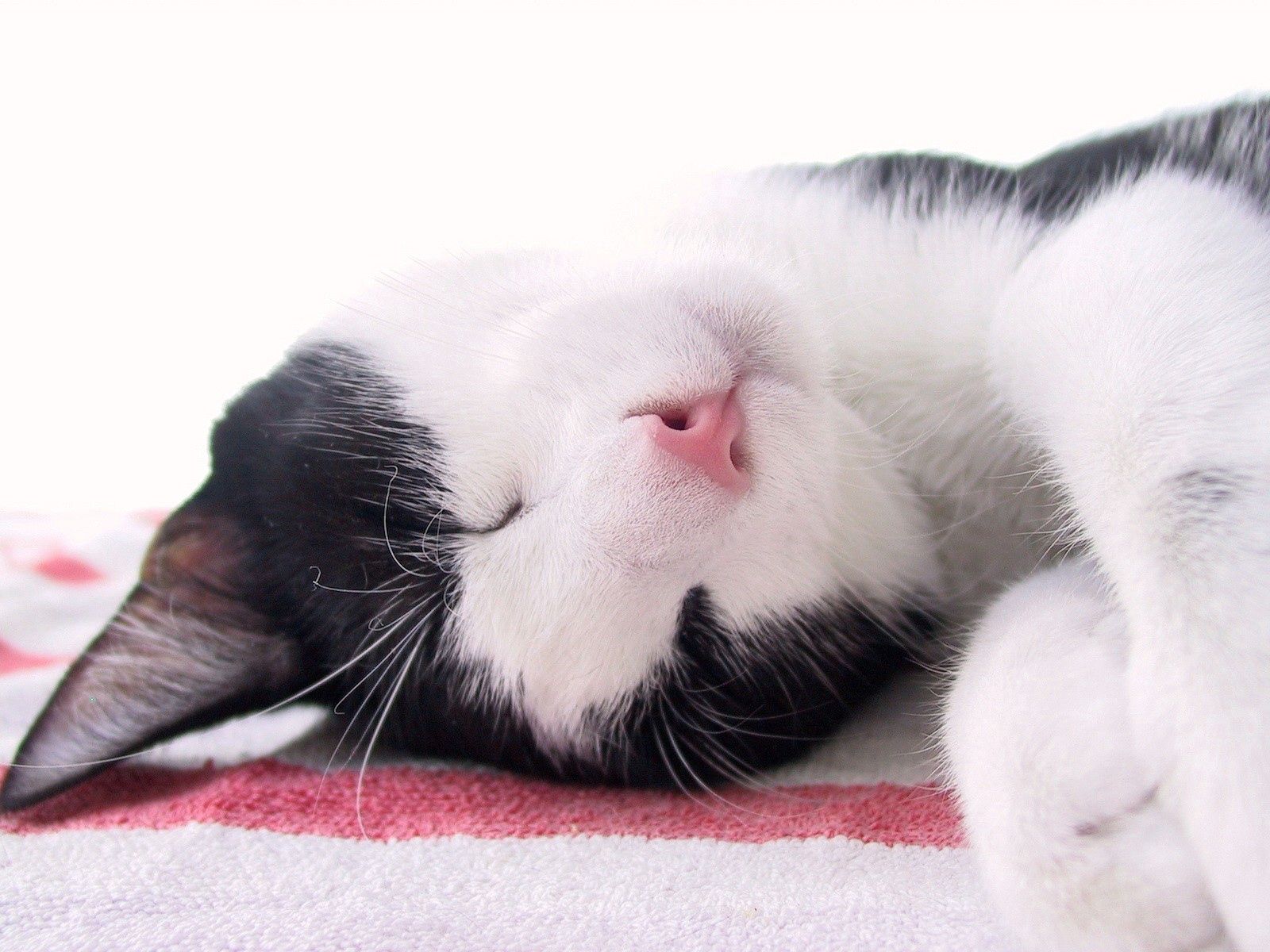 Free download wallpaper Muzzle, Spotted, Spotty, Sleep, Animals, Cat, Dream on your PC desktop