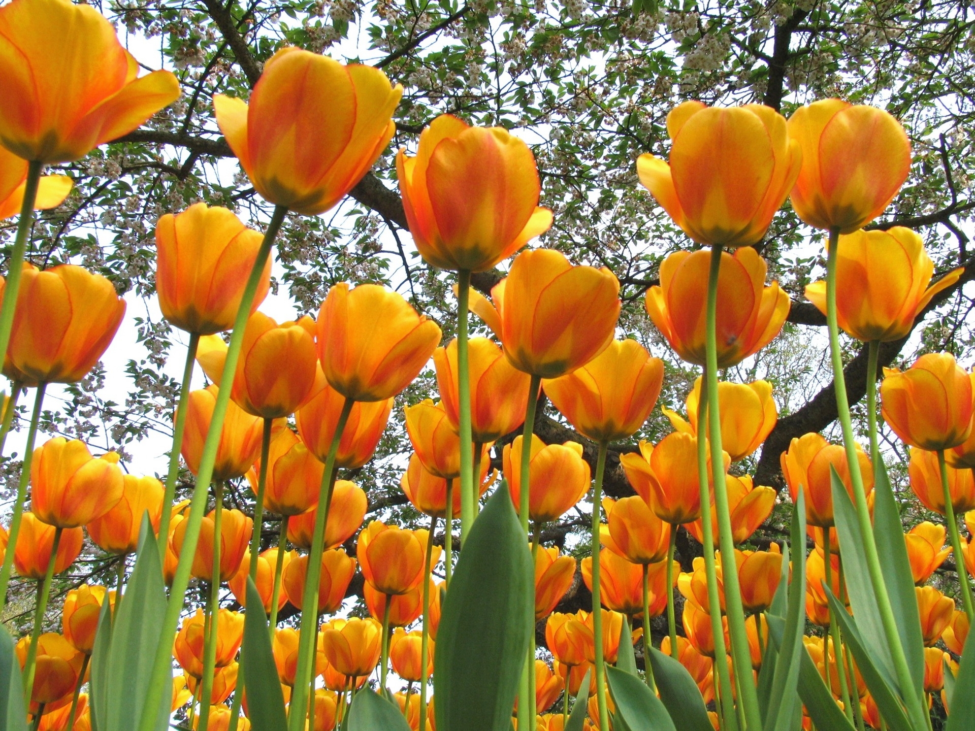 Скачать картинку Тюльпаны, Деревья, Настроение, Весна, Цветы в телефон бесплатно.