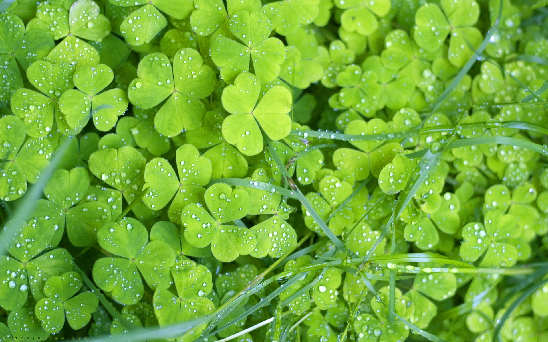 drops, background, plants, green Smartphone Background