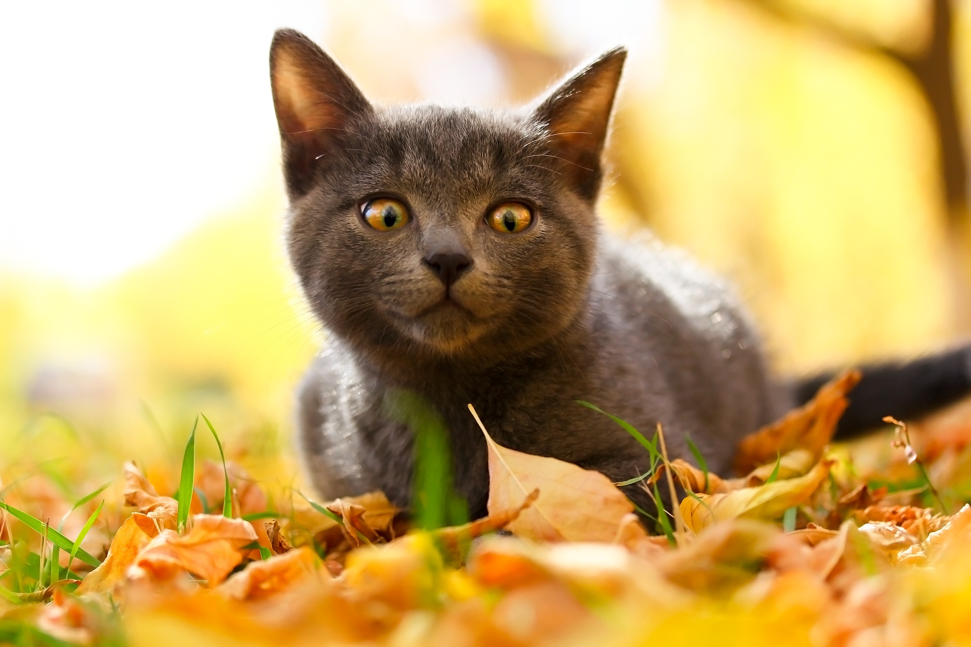 Осенний серый кот
