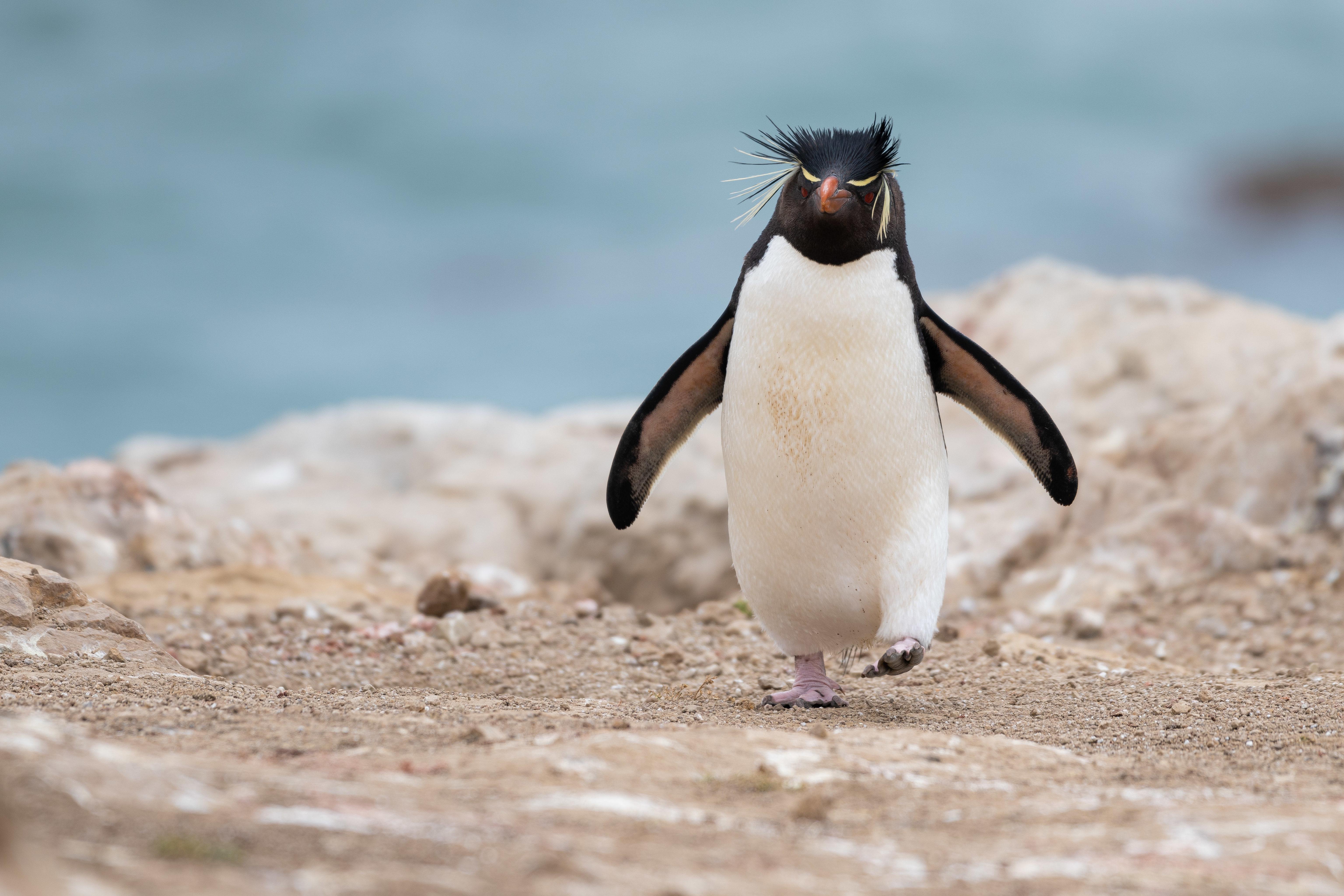 Толстоклювый Пингвин