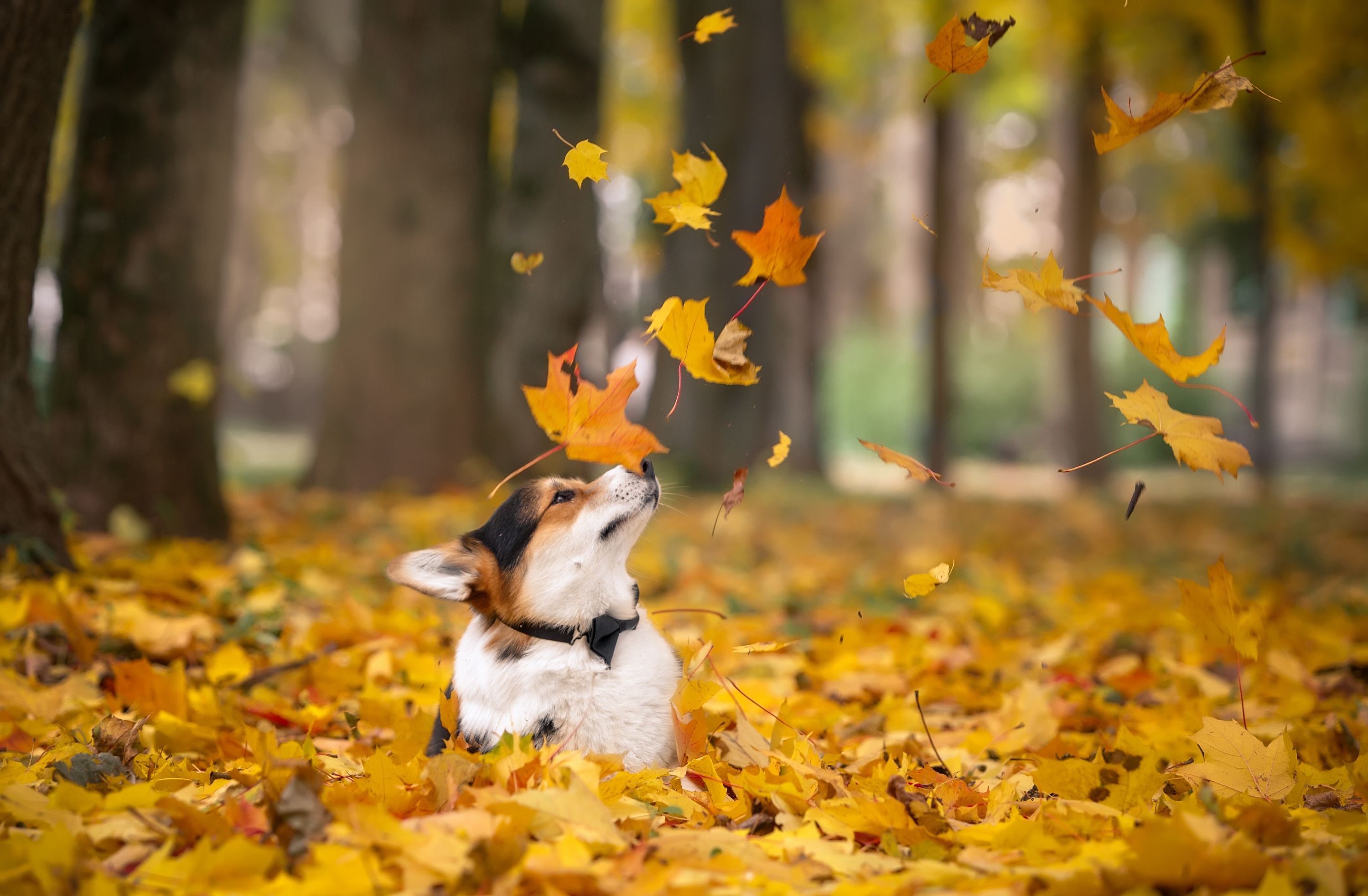 depth of field, corgi, animal, dog, fall, leaf, dogs