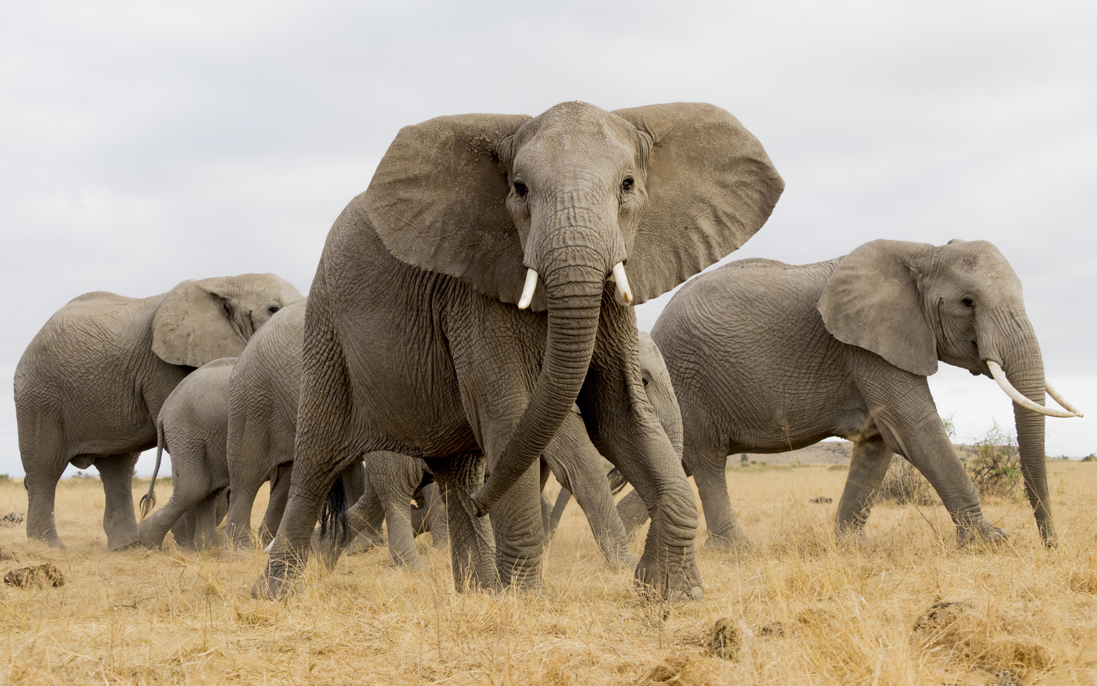 Слоновье стадо. Хоботные Африканский слон. Хоботные (млекопитающие) хоботные. Африканский саванный слон. Саванный слон млекопитающие хоботные.