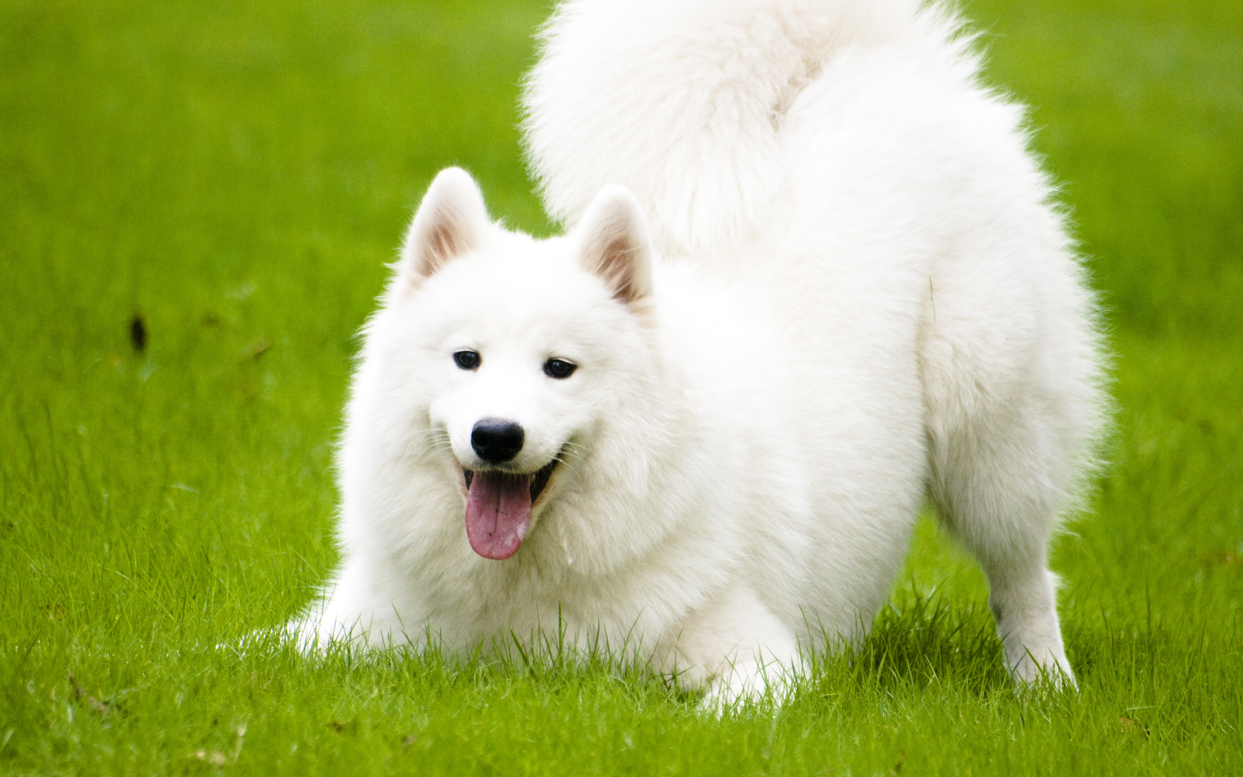 283798 descargar imagen animales, samoyedo, perro, perros: fondos de pantalla y protectores de pantalla gratis