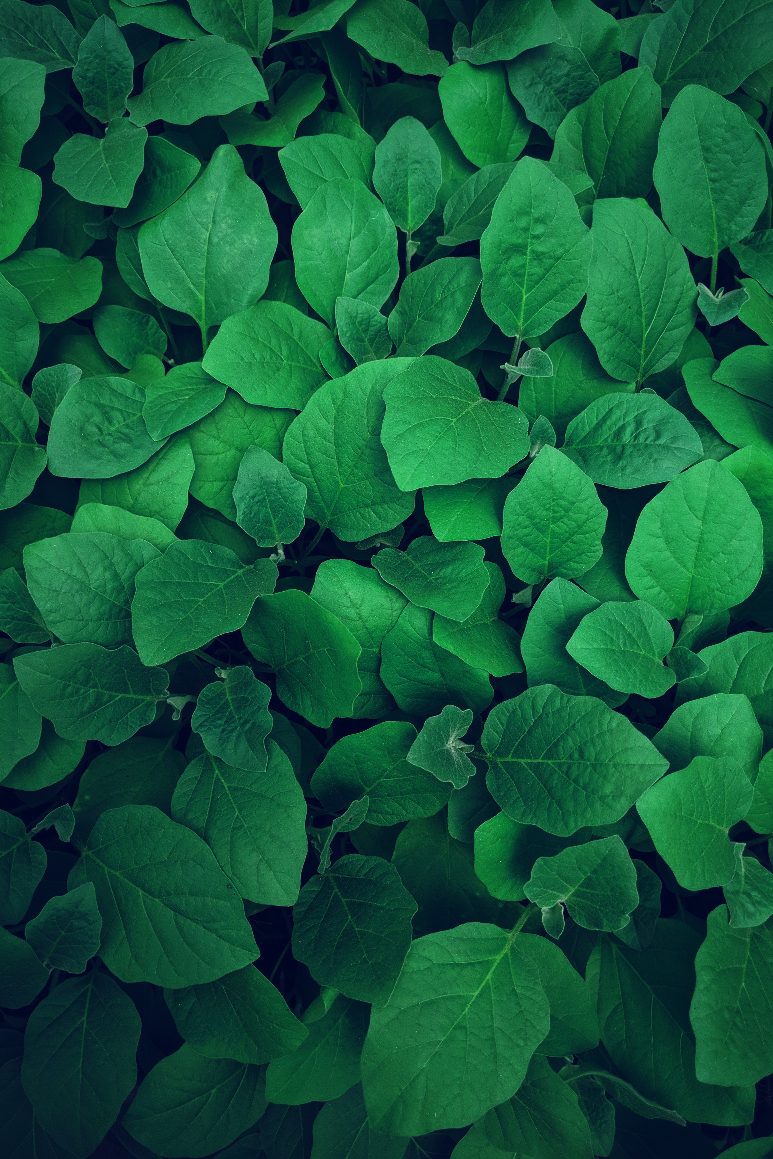 79217 free download Green wallpapers for phone,  Green images and screensavers for mobile