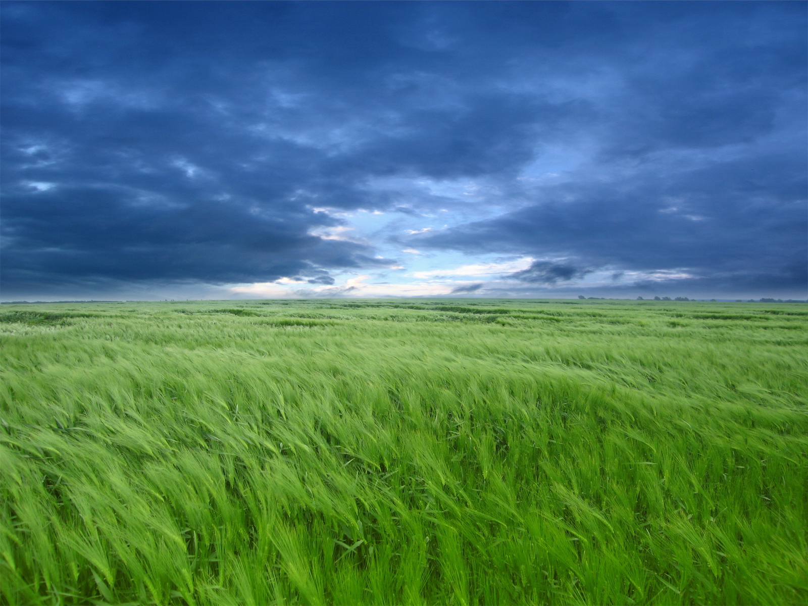 Чуть колышется. Зеленое поле. В поле. Трава поле. Трава и небо.