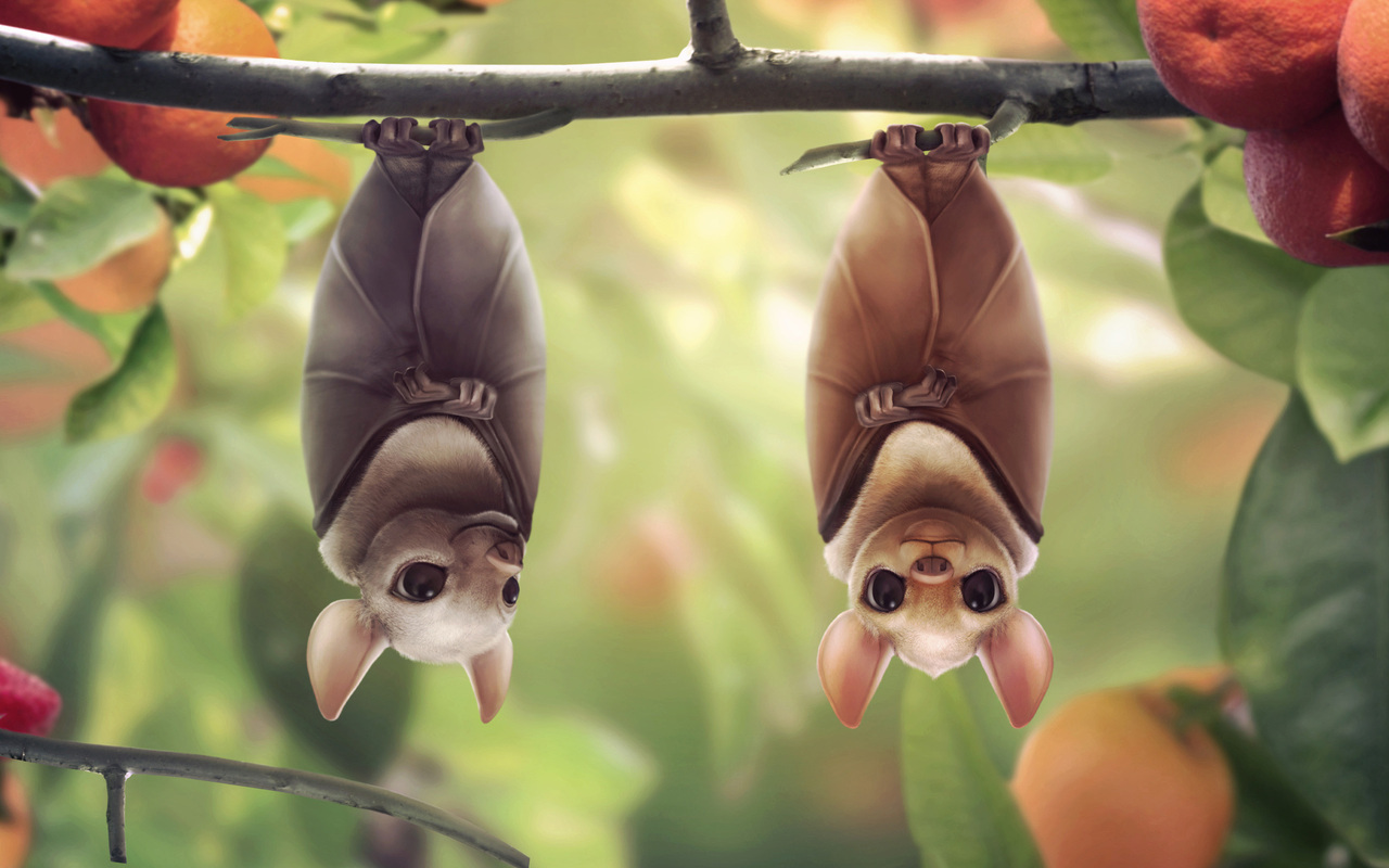Download mobile wallpaper Animal, Bat for free.