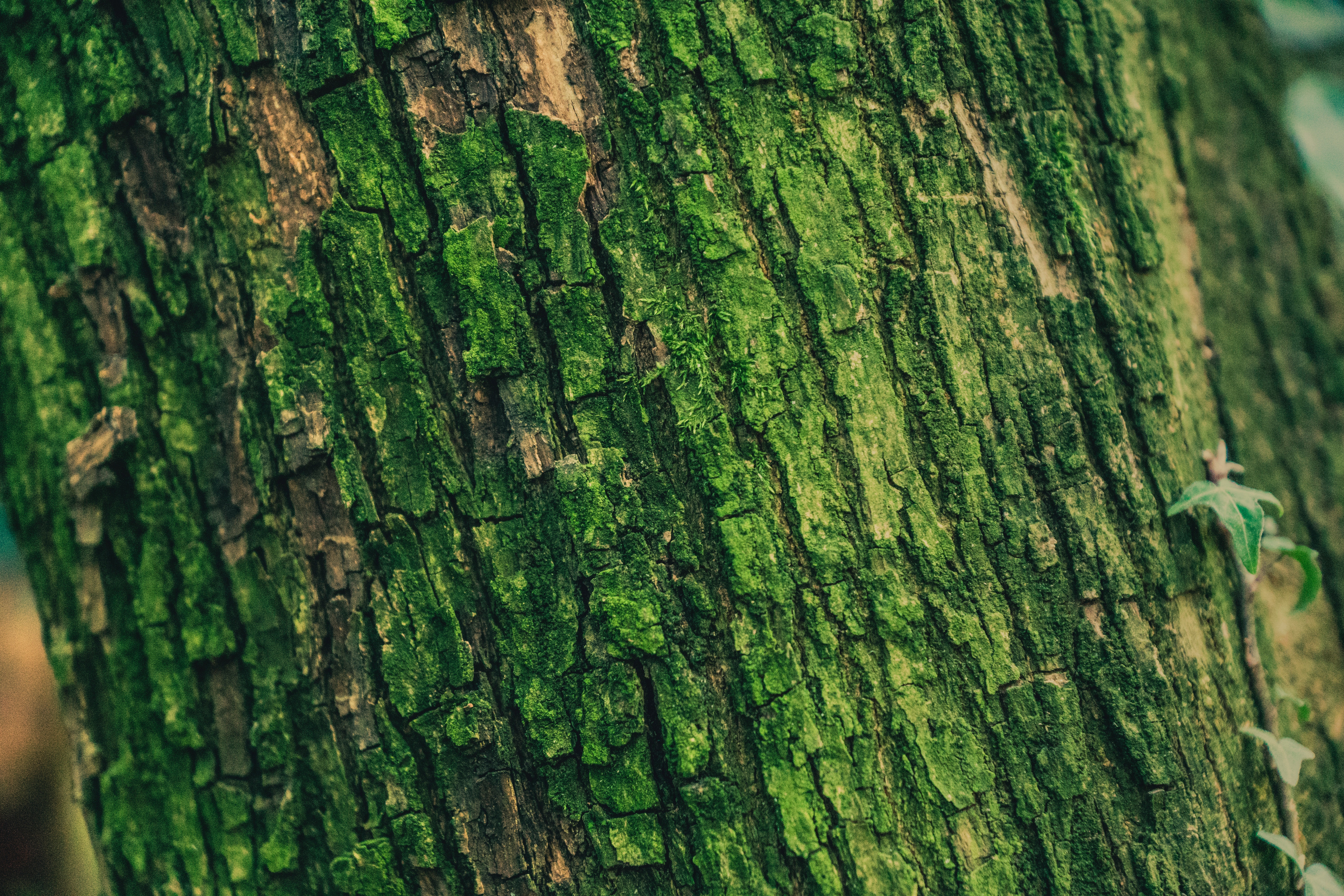 moss, texture, textures, green, wood, tree, surface, relief, bark Full HD