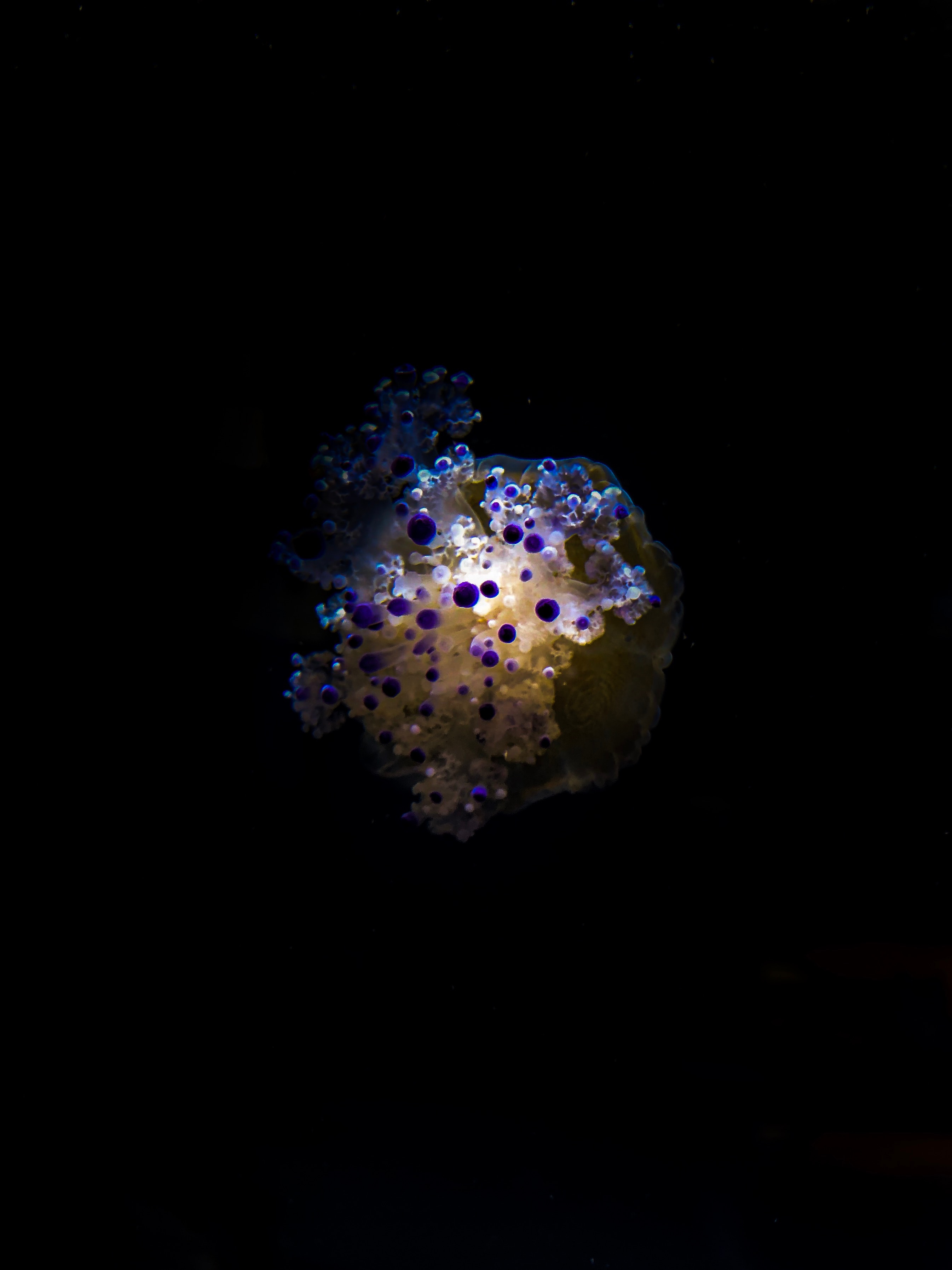 74190 скачать обои щупальца, медуза, макро, темный, глубина, под водой - заставки и картинки бесплатно