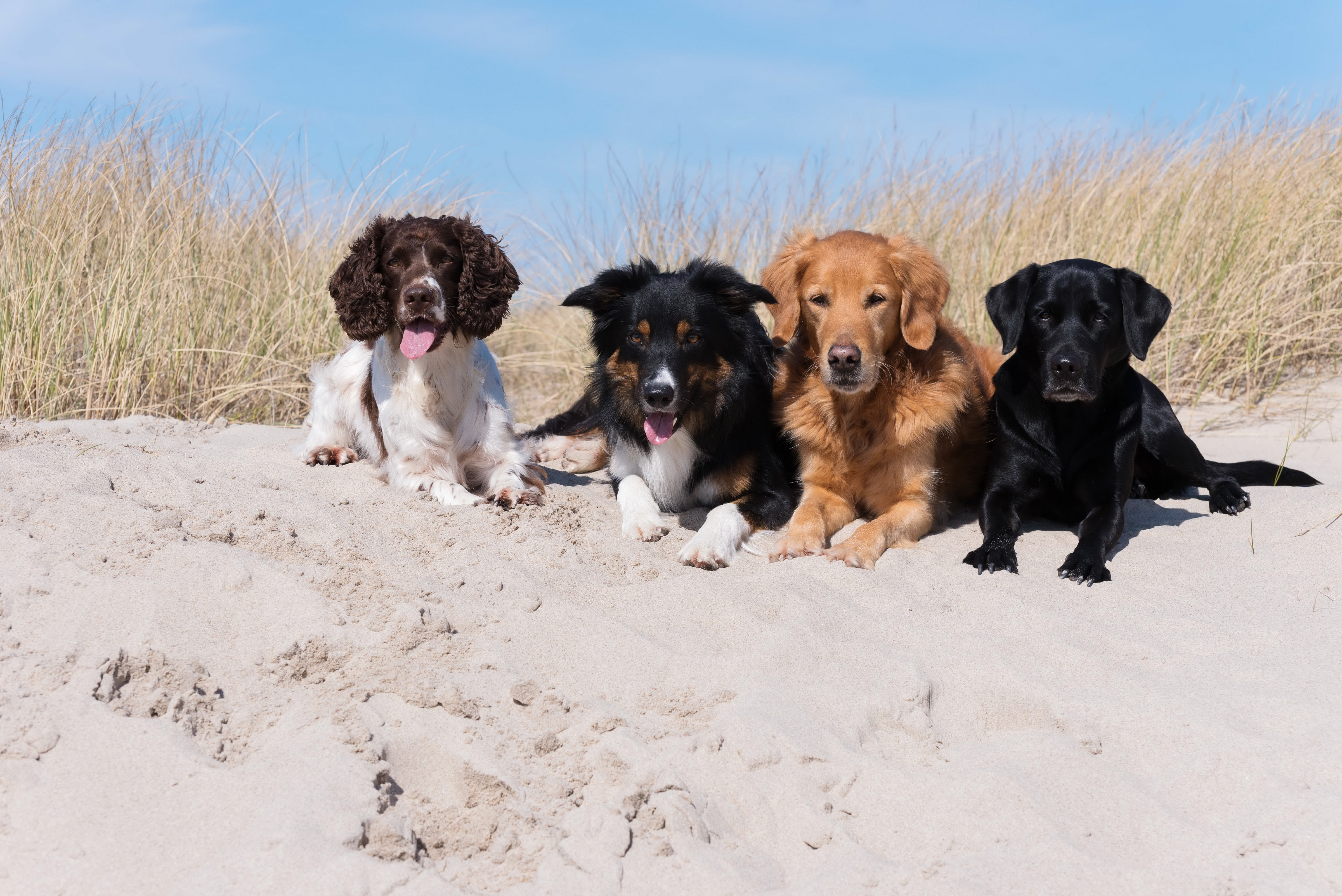animal, dog, labrador retriever, retriever, sand, spaniel, dogs