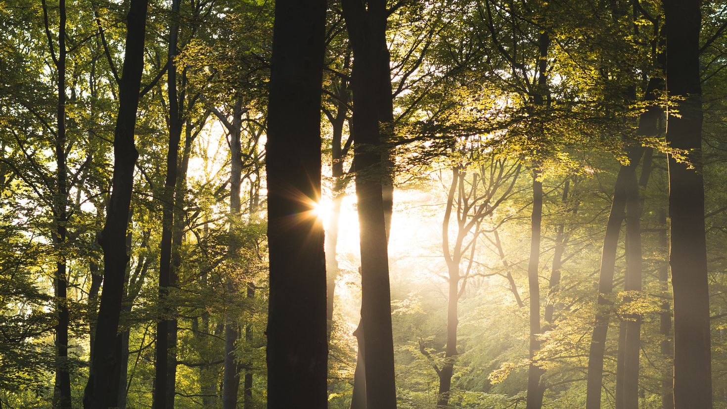 Проглядывают первые лучи солнца ярко. Дерево в лучах солнца. Солнечный лес. "Солнце в лесу". Утро в лесу.